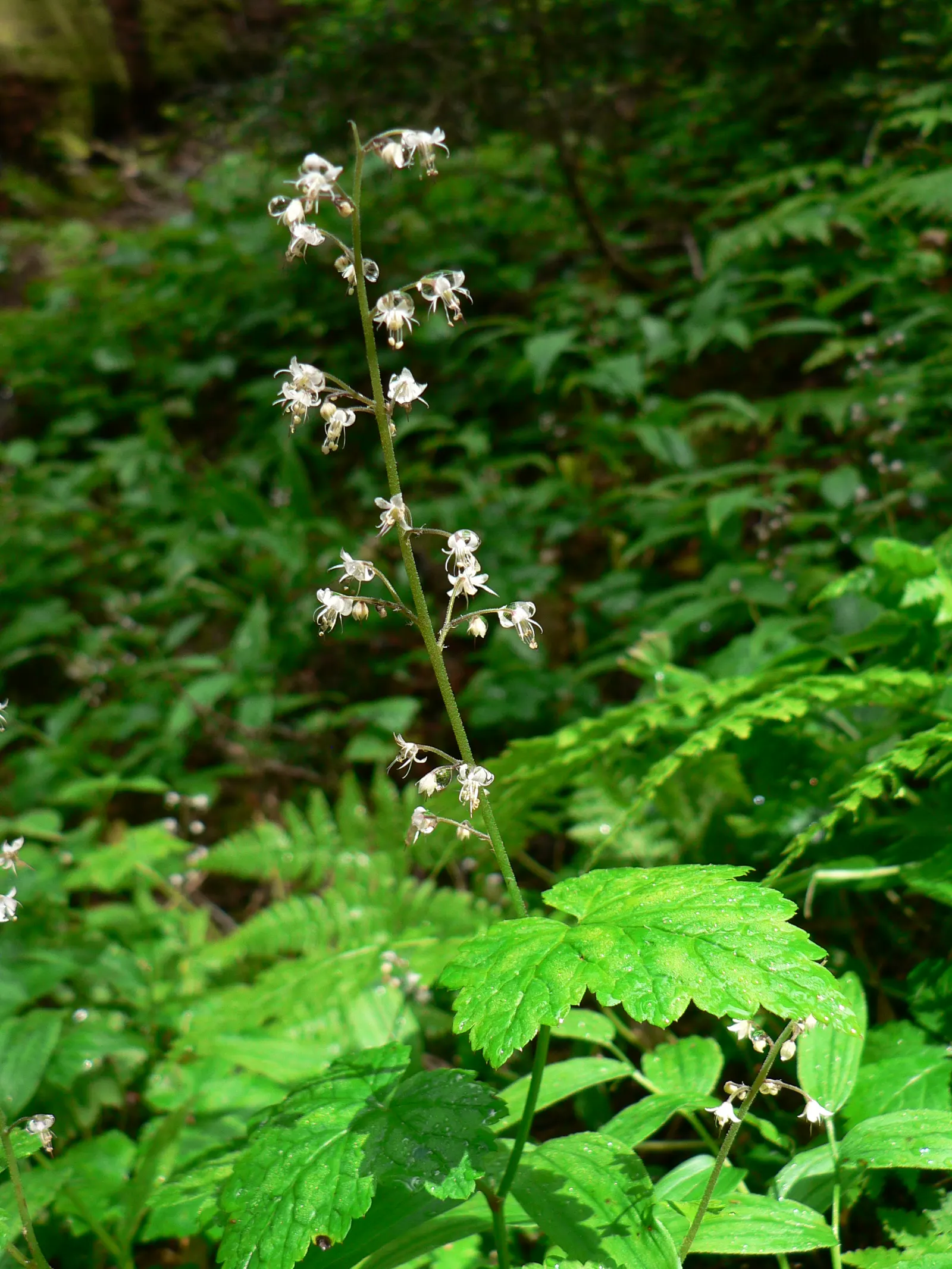 Foamflower (Tiarella Cordifolia) — Ideal for USDA zones 3-8, it thrives in moist, well-drained soil