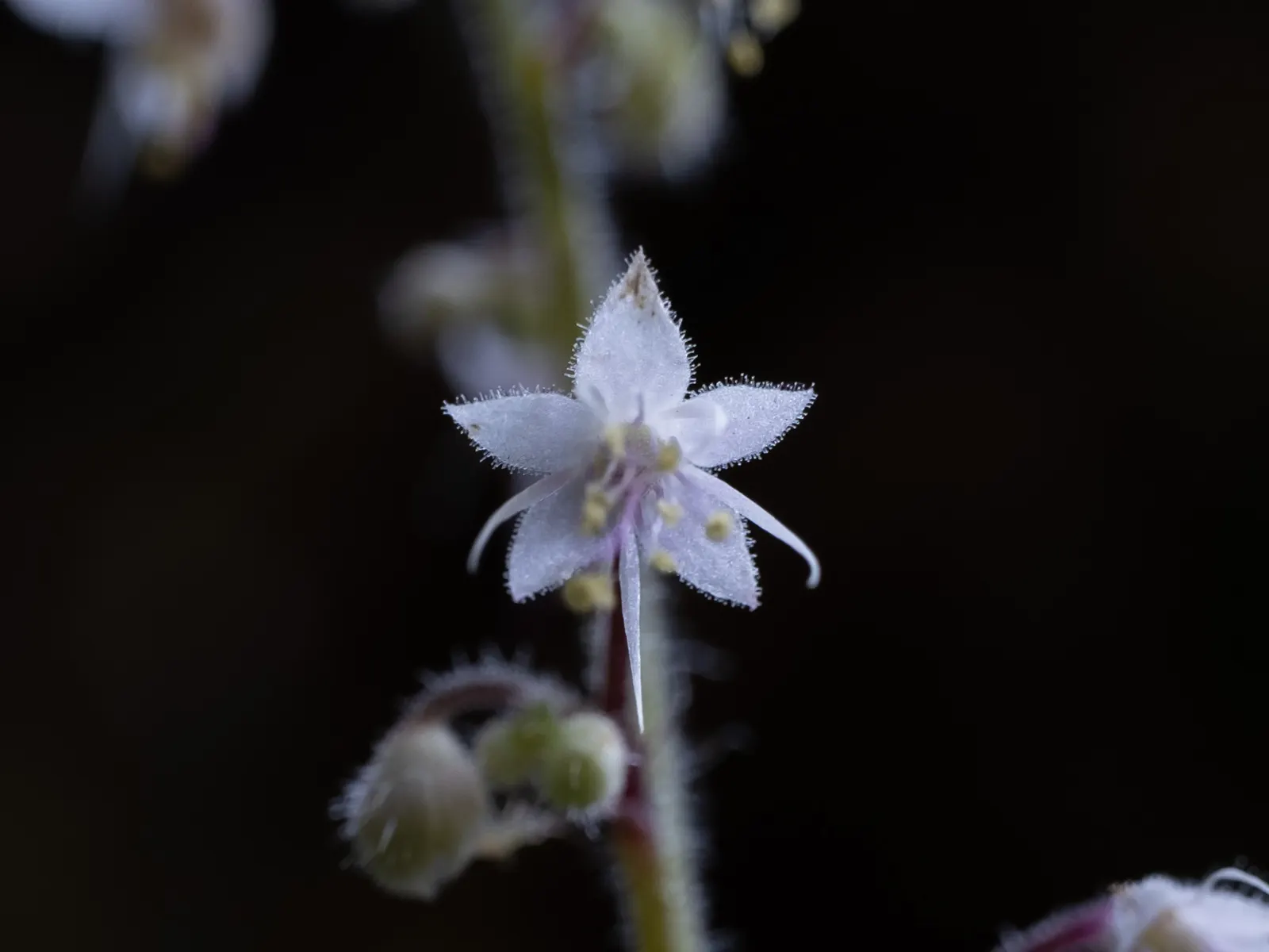 Foamflower (Tiarella Cordifolia) — ground cover / perennial / wildflower for half or shade