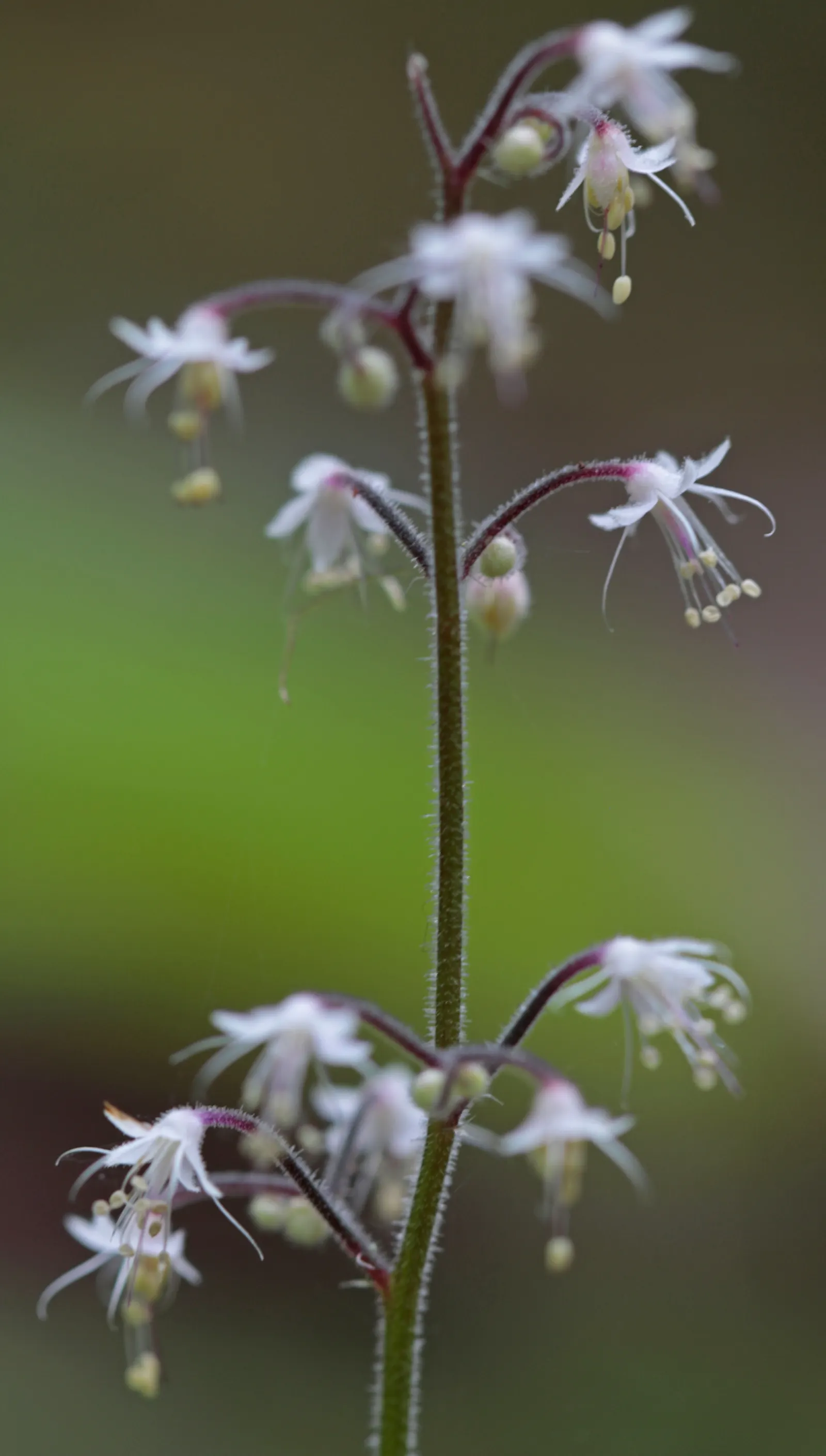 Foamflower (Tiarella Cordifolia) — <br><br>Flourishing in partial to full shade; the Foamflower, or Tiarella cordifolia, is a charming perennial, image 76
