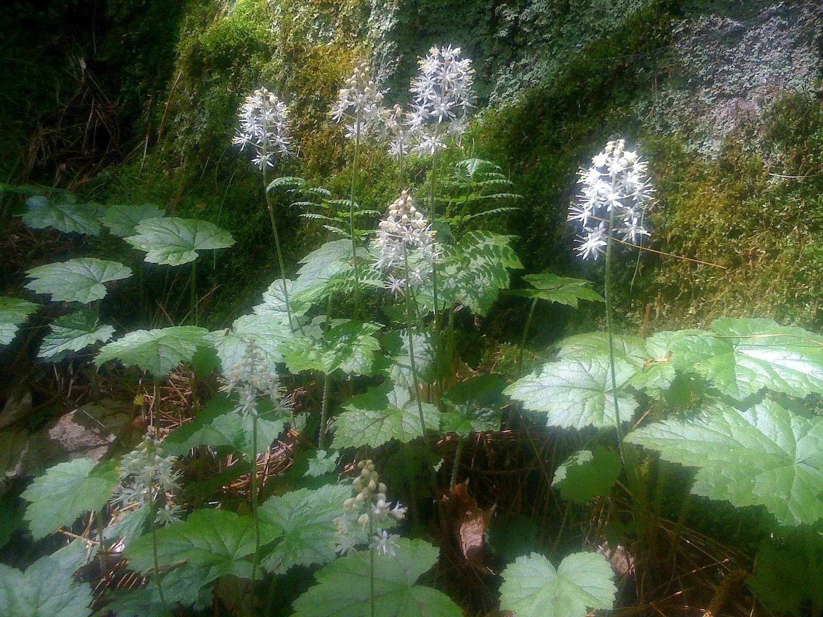 Foamflower (Tiarella Cordifolia) — with some varieties displaying a bronze hue in fall; and can spread freely to form colonies up to 12 inches wide