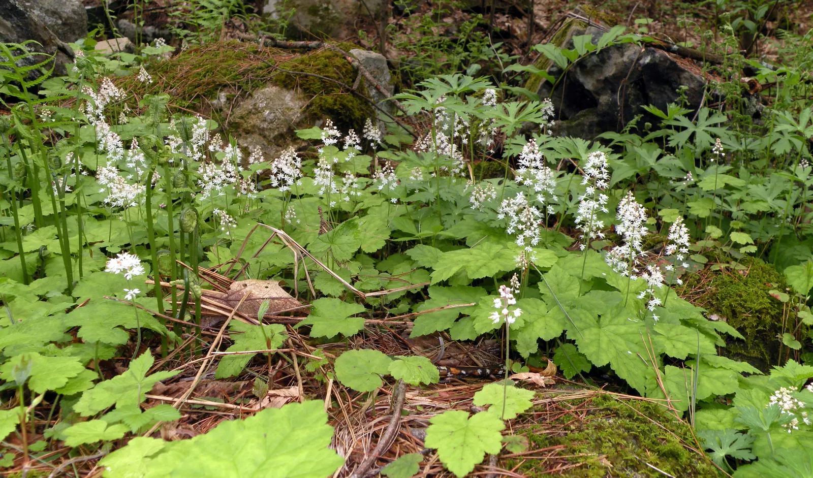 Foamflower (Tiarella Cordifolia) — often with striking variegated patterns that can range from green with deep purple veining to a more solid; which unfurl in