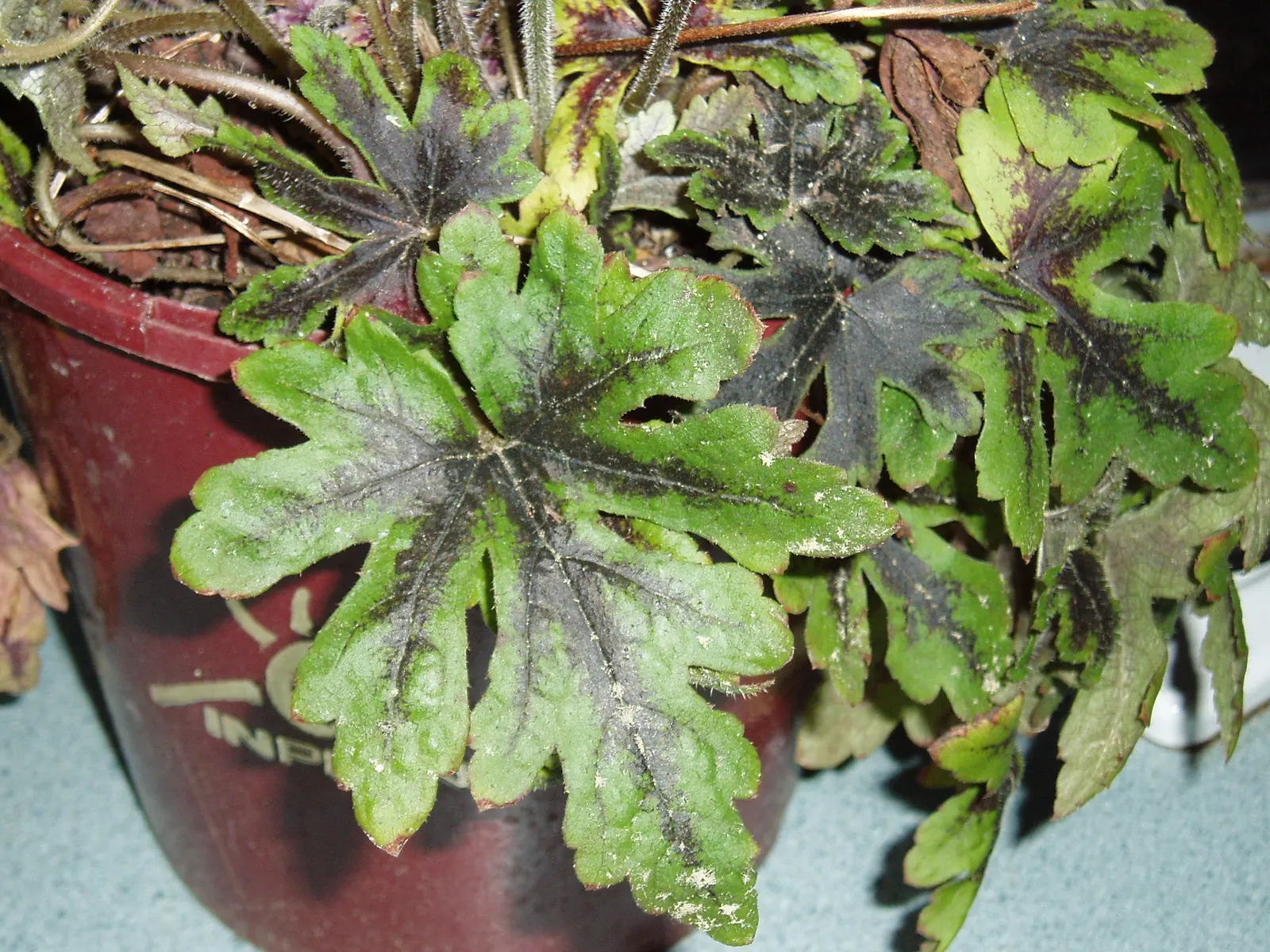 Foamflower (Tiarella Cordifolia) — Its heart-shaped leaves and frothy white flowers create a carpet of texture; the foliage provides a robust, image 89