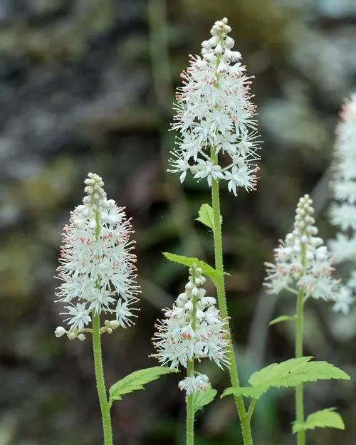 Foamflower (Tiarella Cordifolia) — Its heart-shaped leaves and frothy white flowers create a carpet of texture