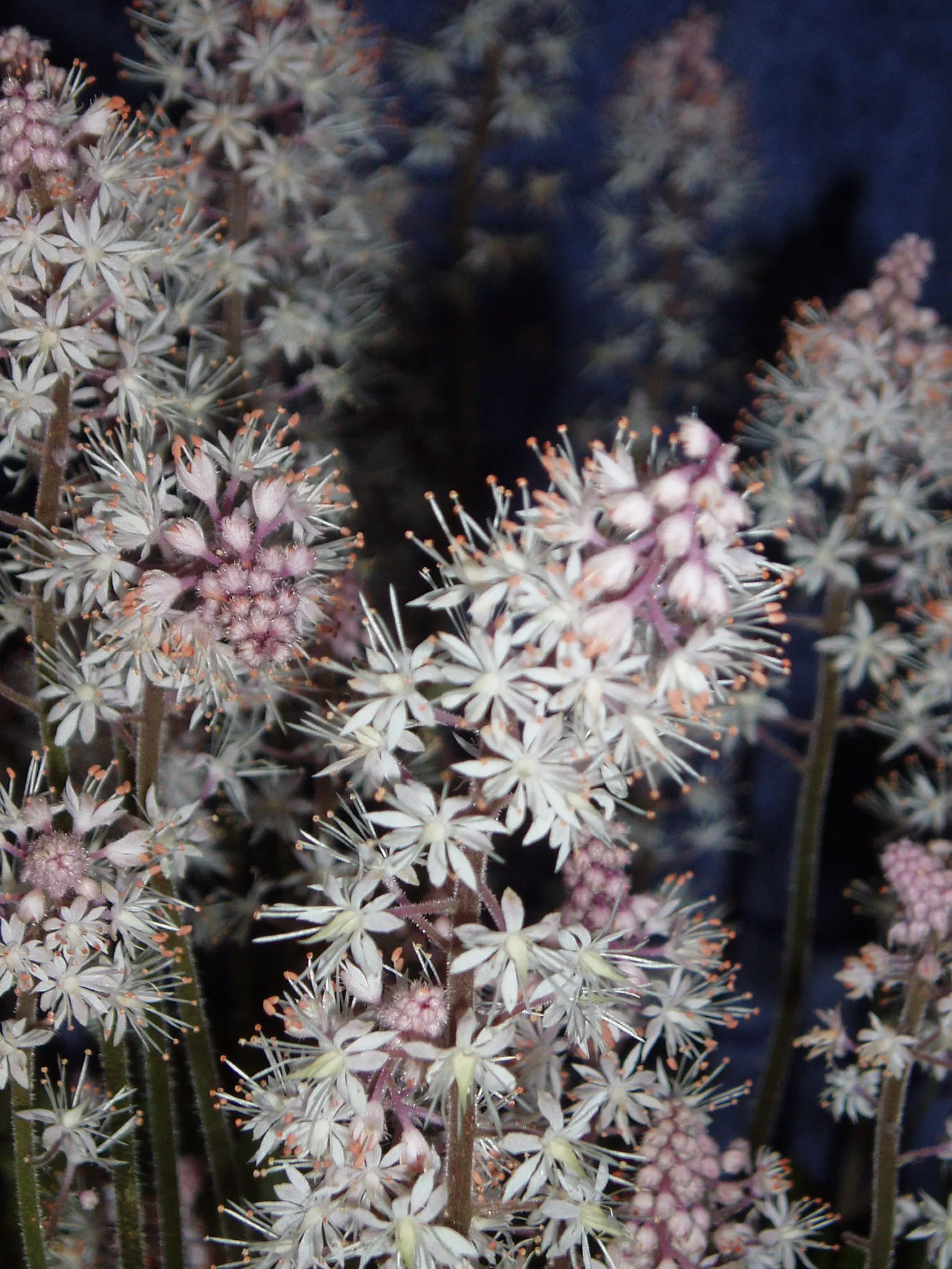 Foamflower (Tiarella Cordifolia) — and it performs admirably in USDA hardiness zones 3 through 8; ground cover / perennial / wildflower with white, image 108