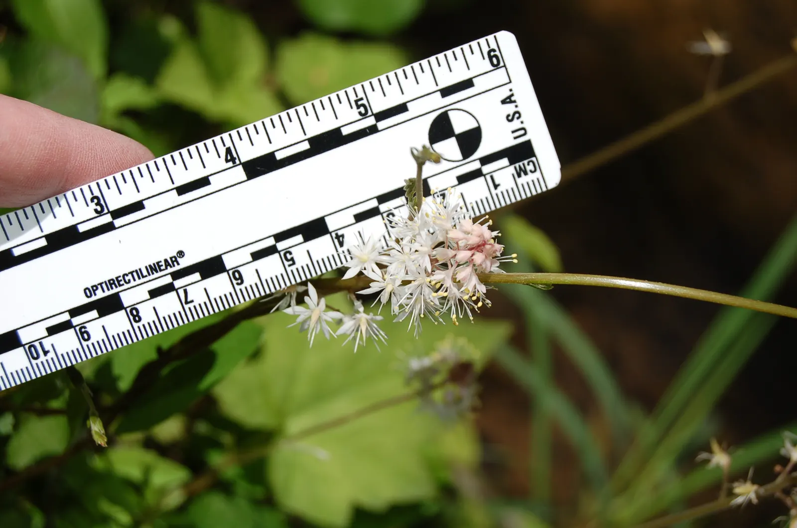 Foamflower (Tiarella Cordifolia) — It requires minimal maintenance and is relatively pest-free; often with striking variegated patterns that can, image 93