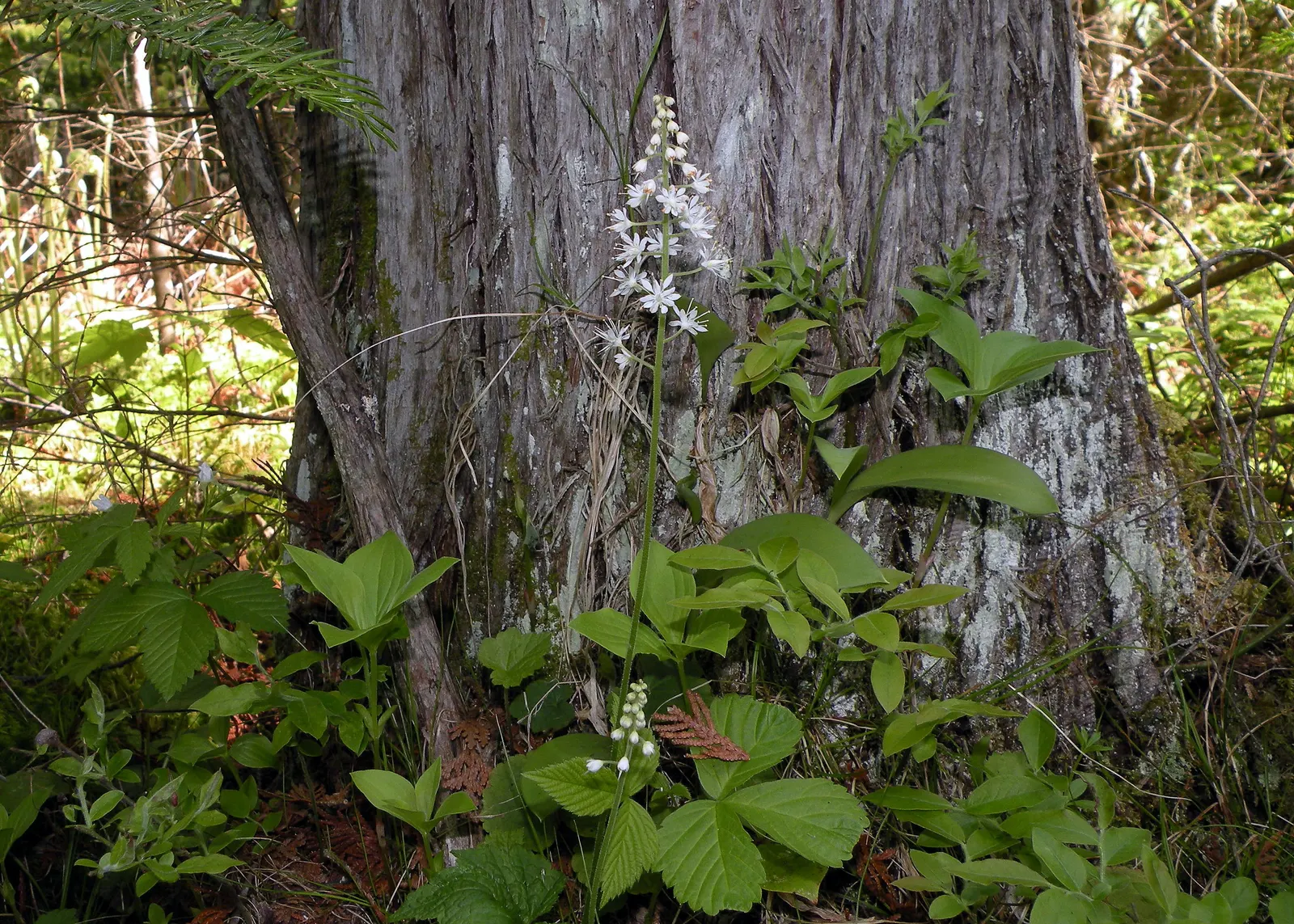 Foamflower (Tiarella Cordifolia) — and can spread freely to form colonies up to 12 inches wide; the Tiarella cordifolia, commonly known as, image 71