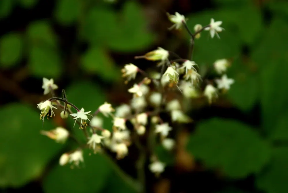Foamflower (Tiarella Cordifolia) — with blooms reaching up to 12 inches high; <br><br>Flourishing in partial to full shade, image 90