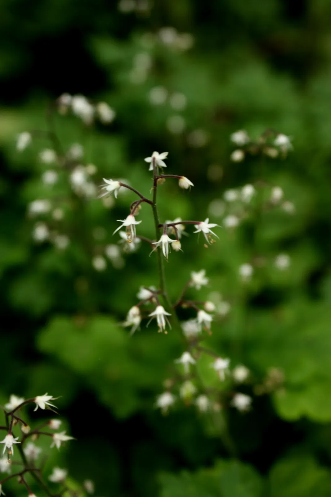 Foamflower (Tiarella Cordifolia) — often with striking variegated patterns that can range from green with deep purple veining to a more solid, image 68