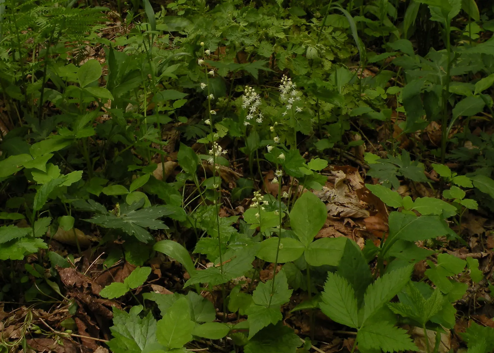 Foamflower (Tiarella Cordifolia) — These creamy white to pale pink blossoms cluster along the spikes and resemble a froth of soap suds; this, image 74