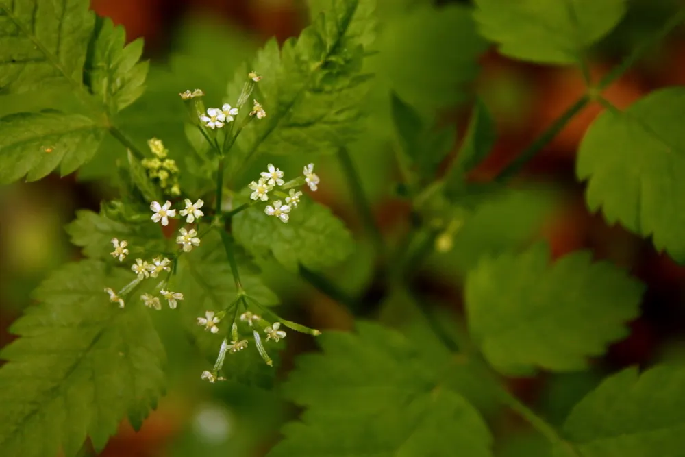 Foamflower (Tiarella Cordifolia) — This ground cover is renowned for its heart-shaped leaves; when informing clients about this plant