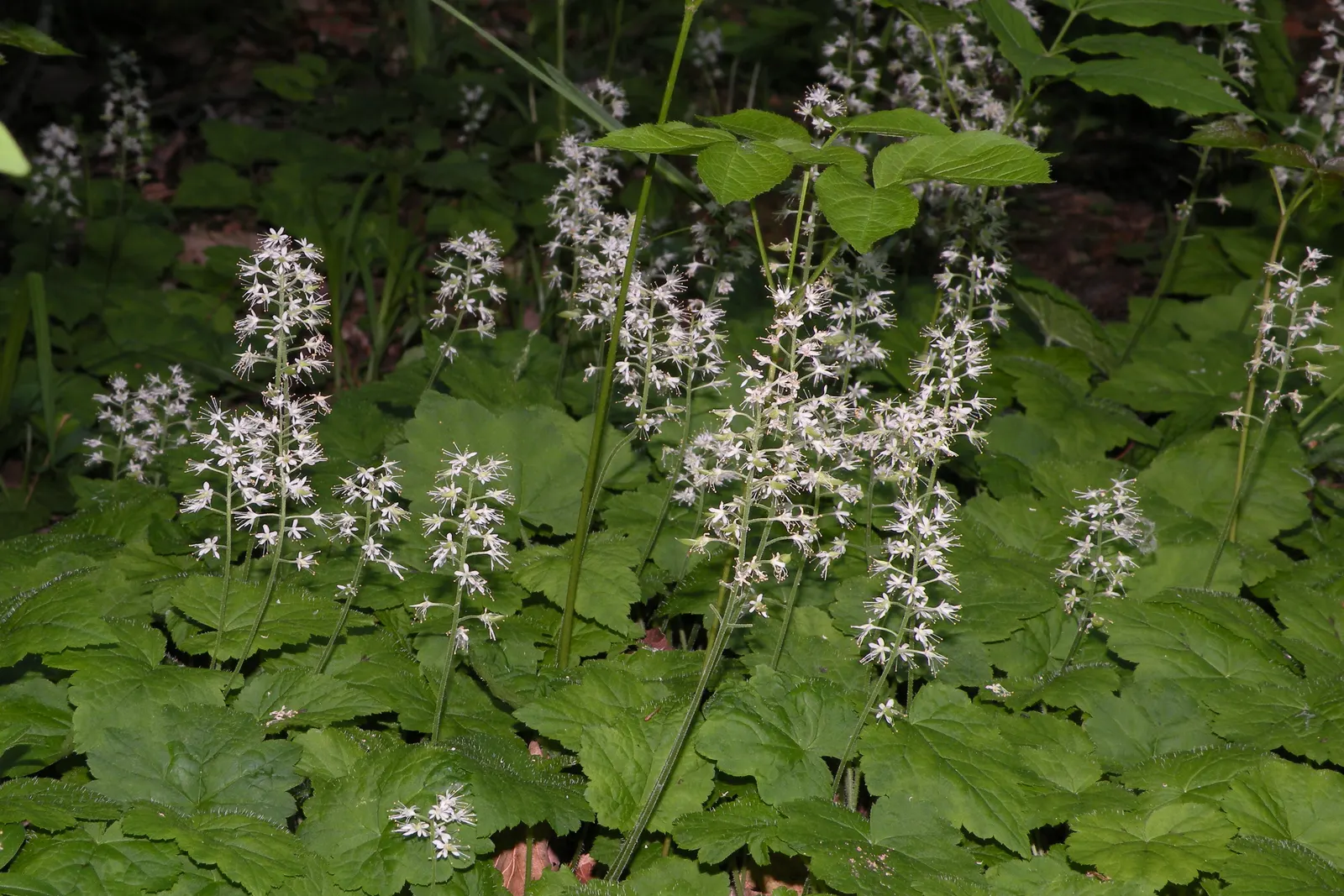 Foamflower (Tiarella Cordifolia) — <br><br>Flourishing in partial to full shade