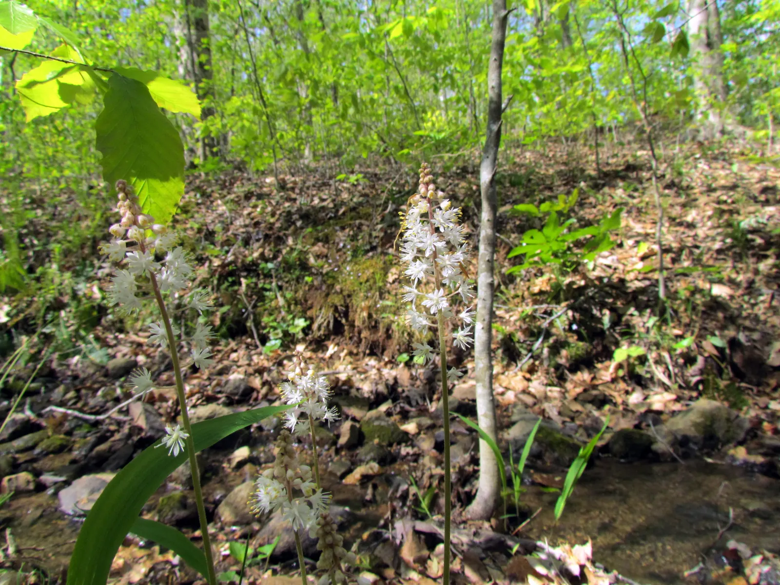 Foamflower (Tiarella Cordifolia) — The Tiarella cordifolia, commonly known as Foamflower, is a charming, shade-loving perennial; ideal for USDA, image 88
