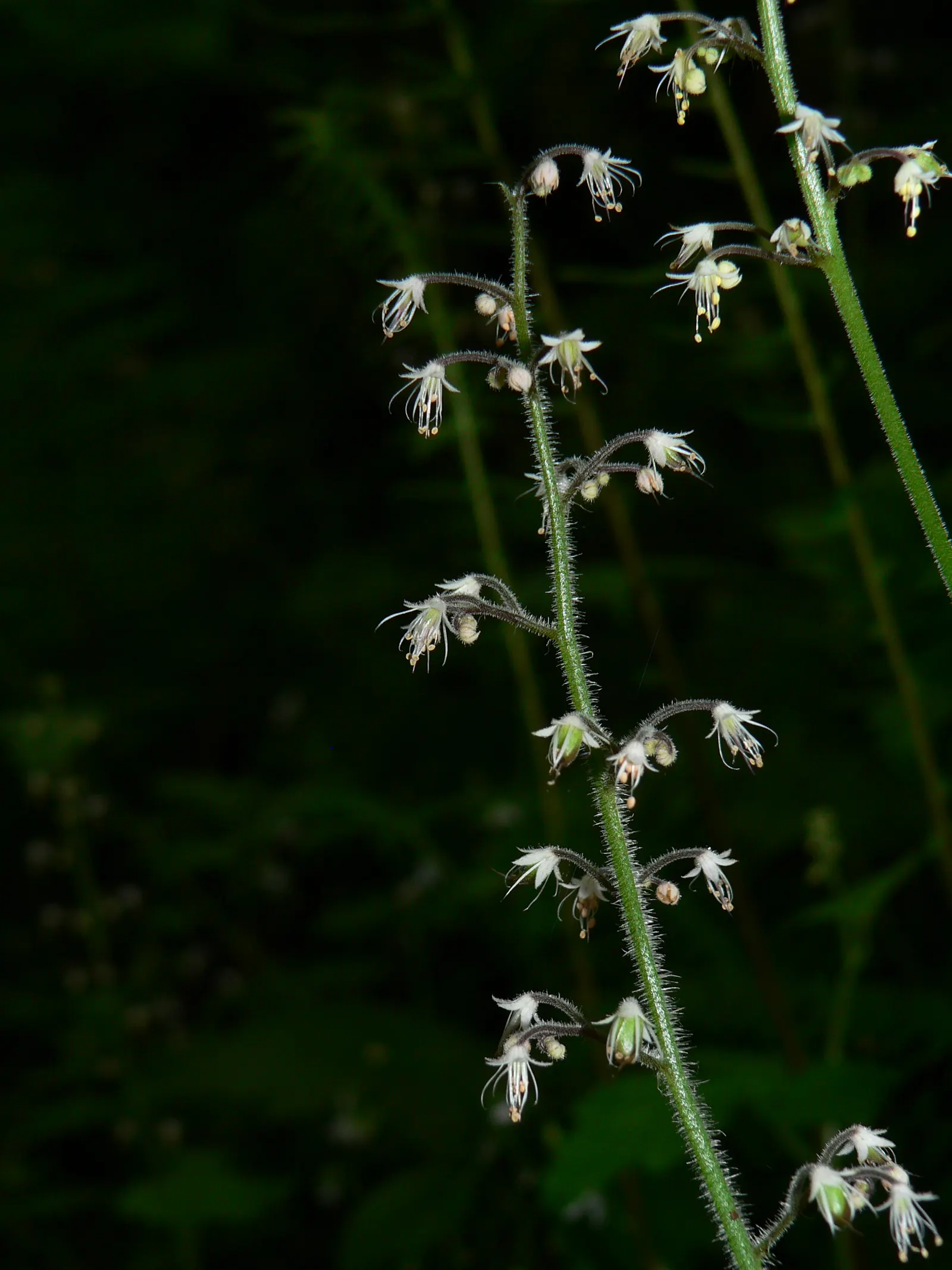 Foamflower (Tiarella Cordifolia) — highlight its ease of care and its capacity to attract pollinators like bees; white flowers in the garden