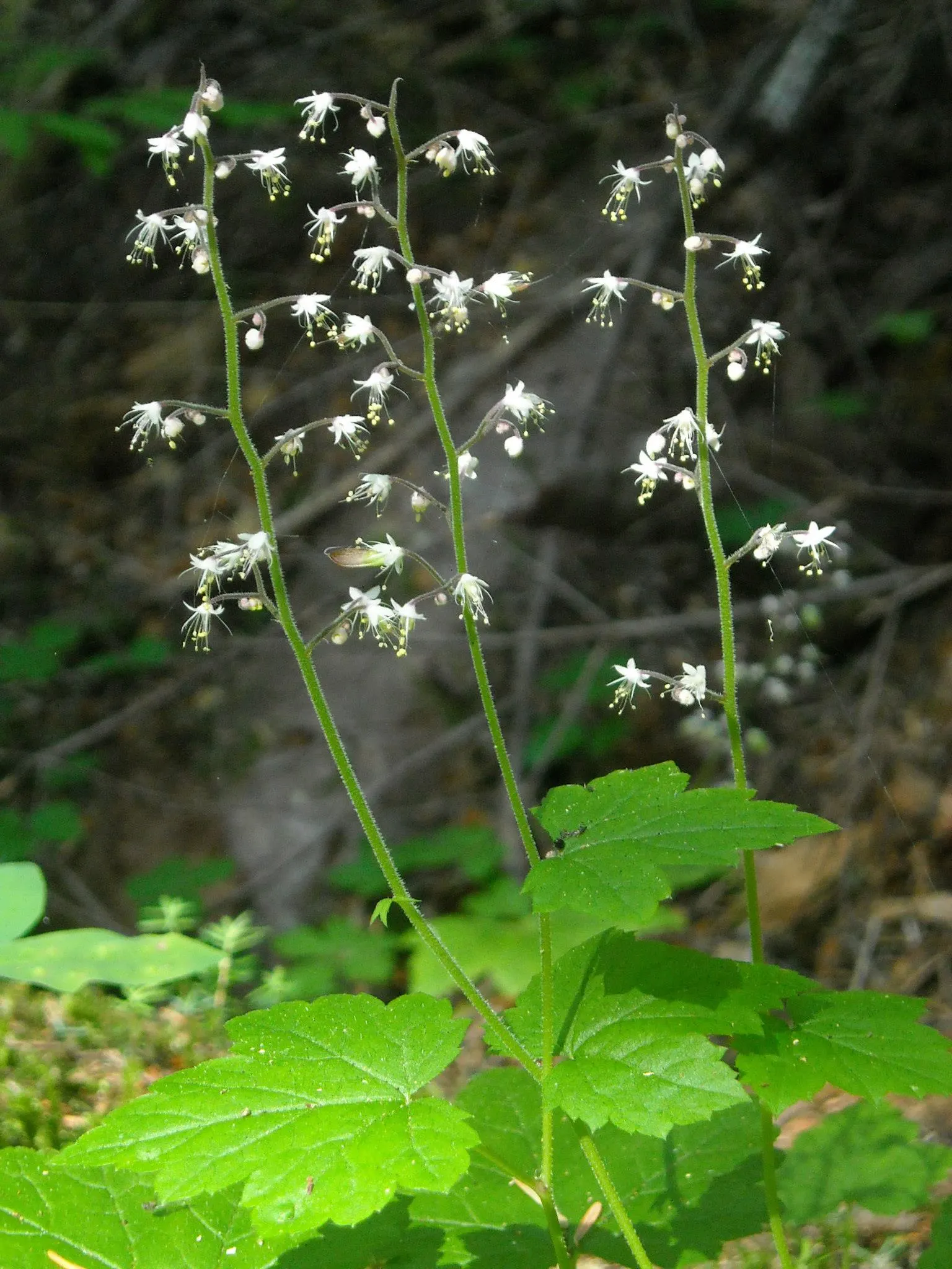 Foamflower (Tiarella Cordifolia) — <br><br>Flourishing in partial to full shade; the Foamflower, or Tiarella cordifolia, is a charming perennial, image 105