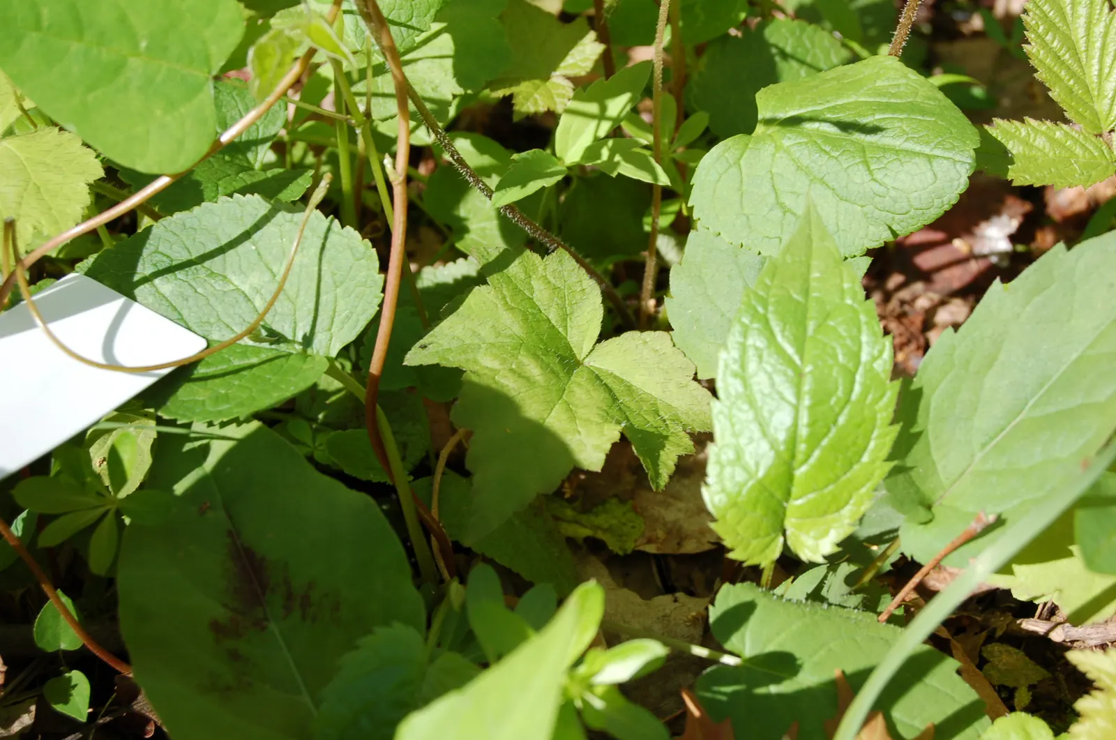 Foamflower (Tiarella Cordifolia) — approximately 3 to 4 inches in height; with some varieties displaying a bronze hue in fall, image 99