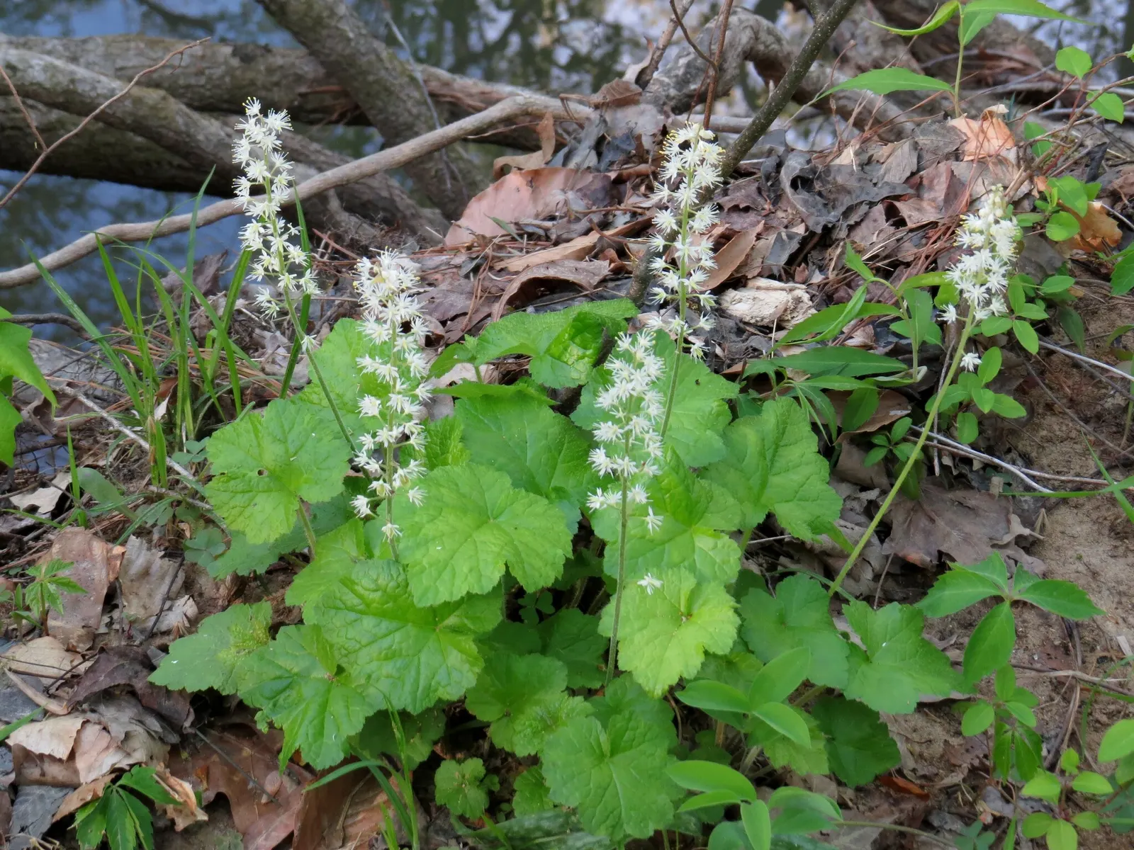 Foamflower (Tiarella Cordifolia) — foam-like flowers that rise above the foliage on slender; this ground cover is renowned for its heart-shaped leaves