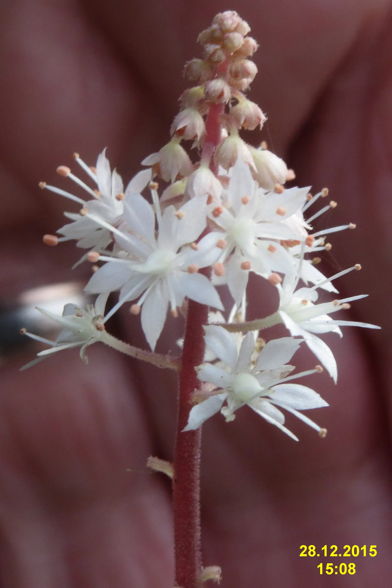 Foamflower (Tiarella Cordifolia) — which unfurl in a lush carpet; its heart-shaped leaves and frothy white flowers create a carpet of texture, image 67