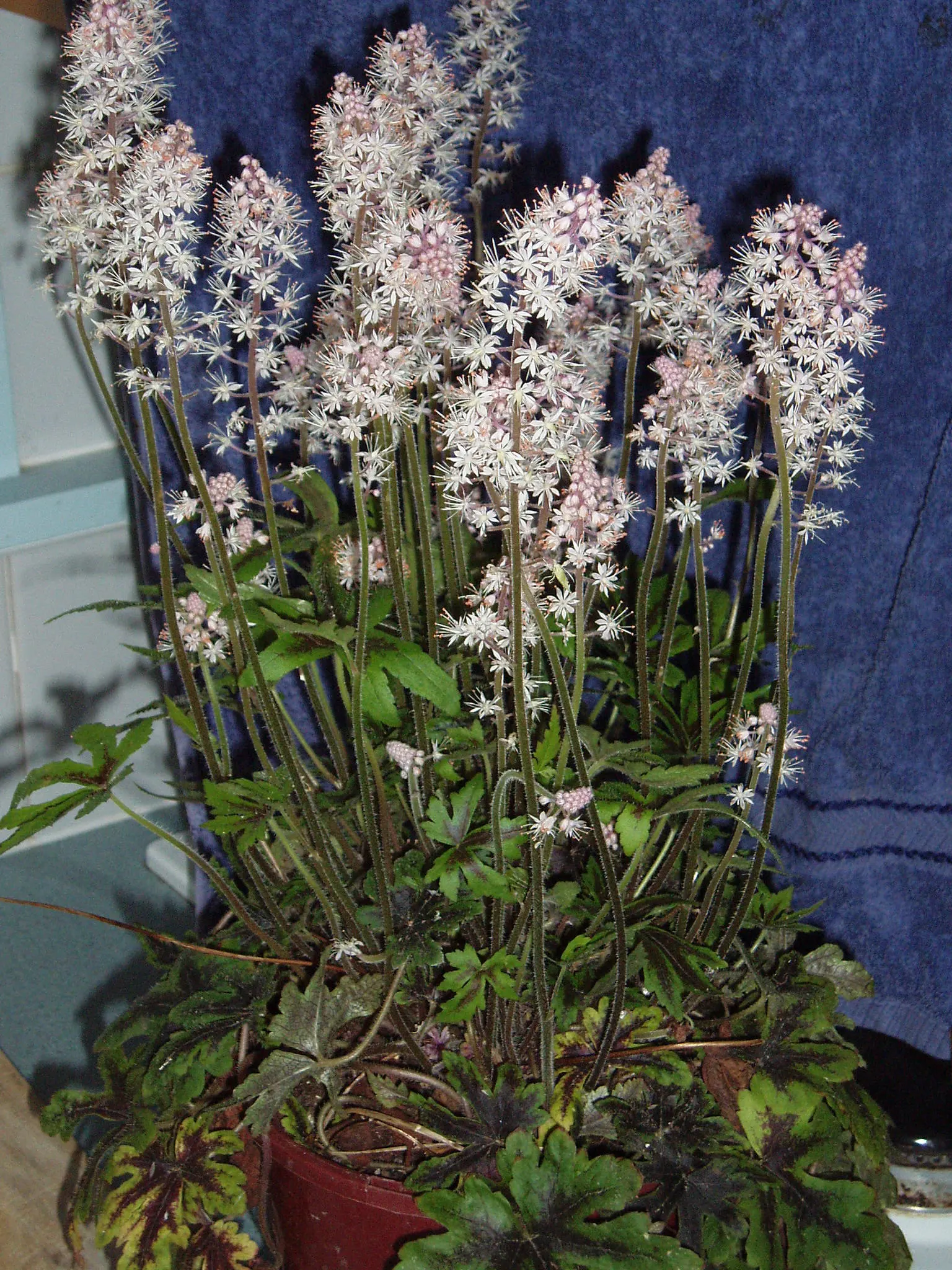 Foamflower (Tiarella Cordifolia) — This ground cover is renowned for its heart-shaped leaves; when informing clients about this plant, image 95