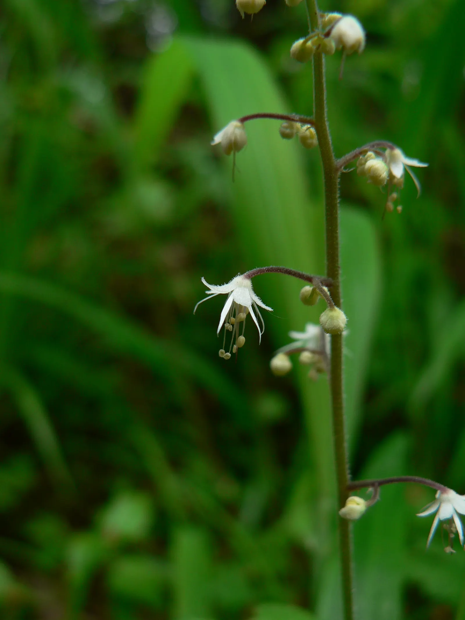 Foamflower (Tiarella Cordifolia) — which unfurl in a lush carpet; its heart-shaped leaves and frothy white flowers create a carpet of texture, image 96