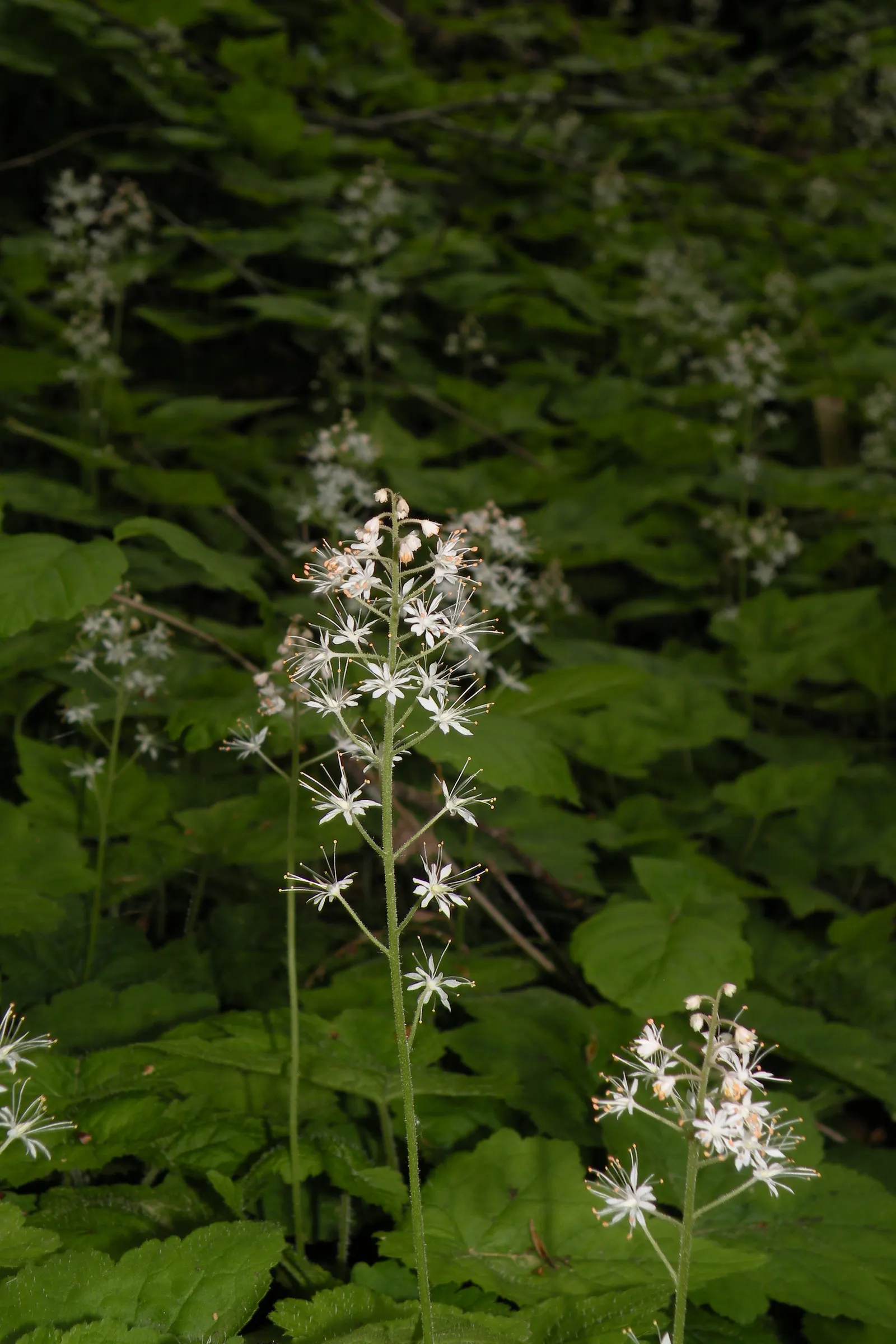 Foamflower (Tiarella Cordifolia) — This ground cover is renowned for its heart-shaped leaves