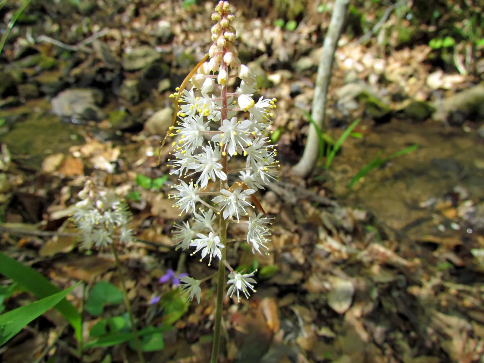 Foamflower (Tiarella Cordifolia) — approximately 3 to 4 inches in height