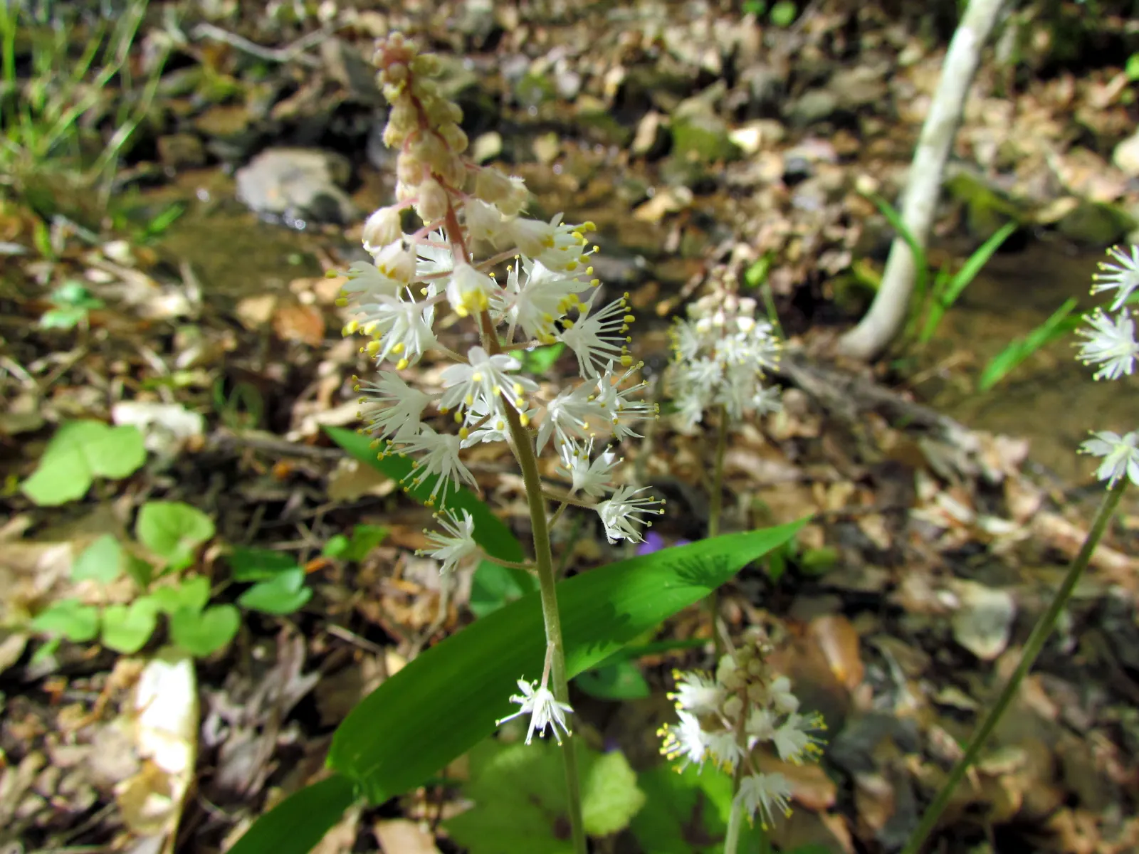 Foamflower (Tiarella Cordifolia) — reaching heights of 6 to 10 inches, image 73