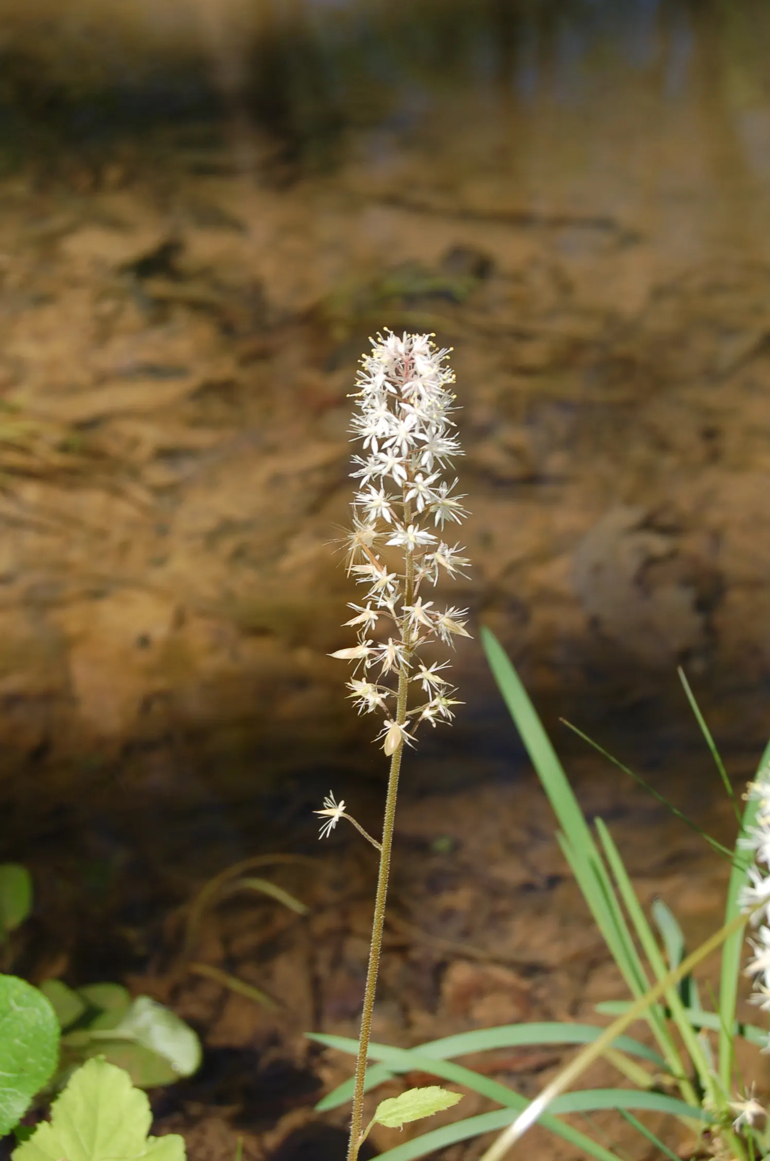 Foamflower (Tiarella Cordifolia) — and it performs admirably in USDA hardiness zones 3 through 8; ground cover / perennial / wildflower with white, image 79