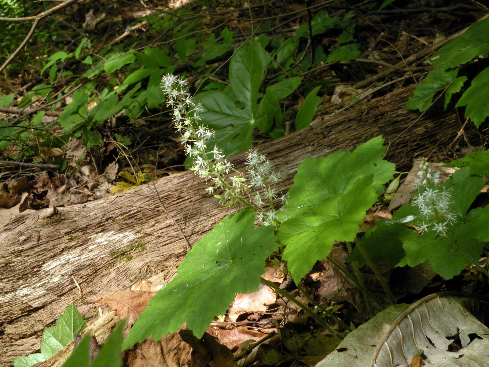 Foamflower (Tiarella Cordifolia) — foam-like flowers that rise above the foliage on slender; this ground cover is renowned for its heart-shaped, image 72