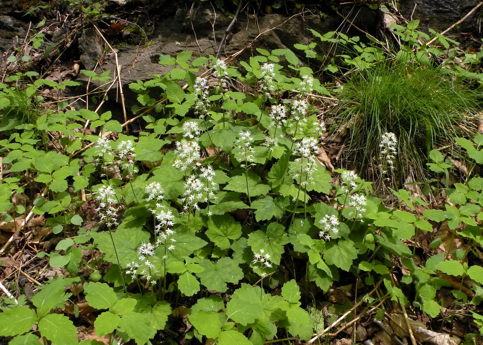 Foamflower (Tiarella Cordifolia) — the Foamflower is an ideal choice for understory plantings or as an accent in woodland gardens