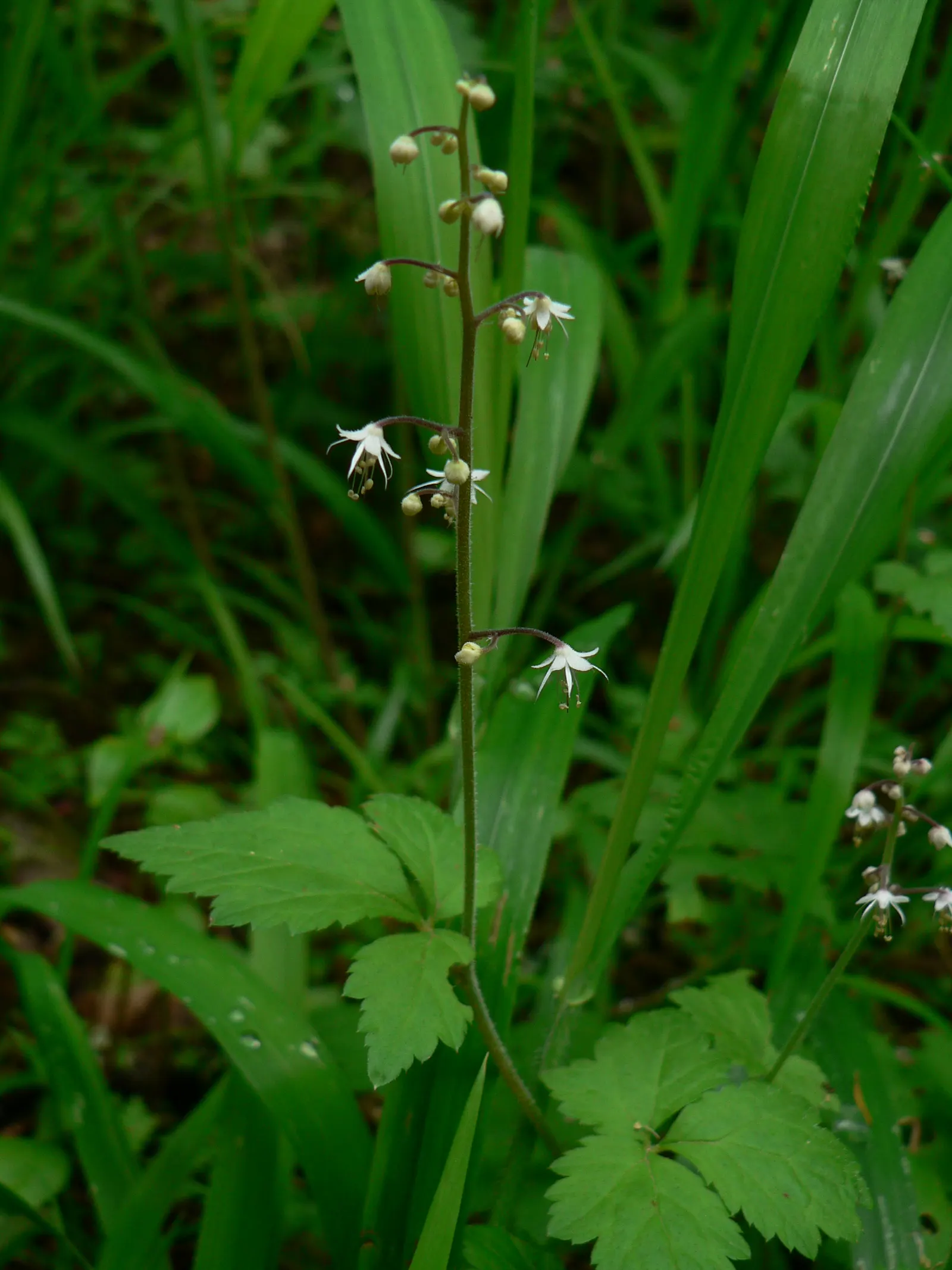 Foamflower (Tiarella Cordifolia) — the Foamflower is an ideal choice for understory plantings or as an accent in woodland gardens; foam-like flowers that rise