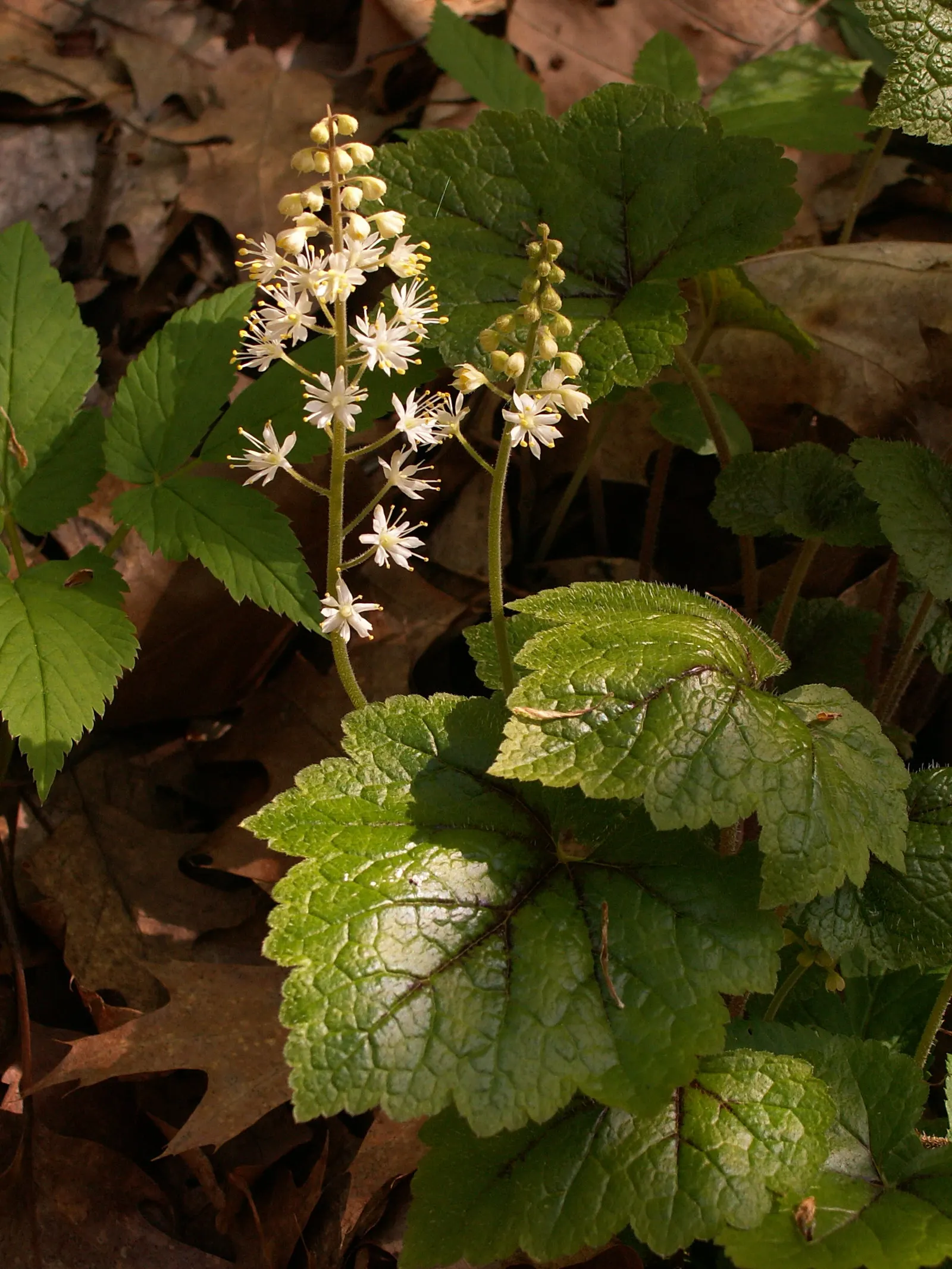 Foamflower (Tiarella Cordifolia) — When informing clients about this plant; well-drained soil with high organic content, image 111