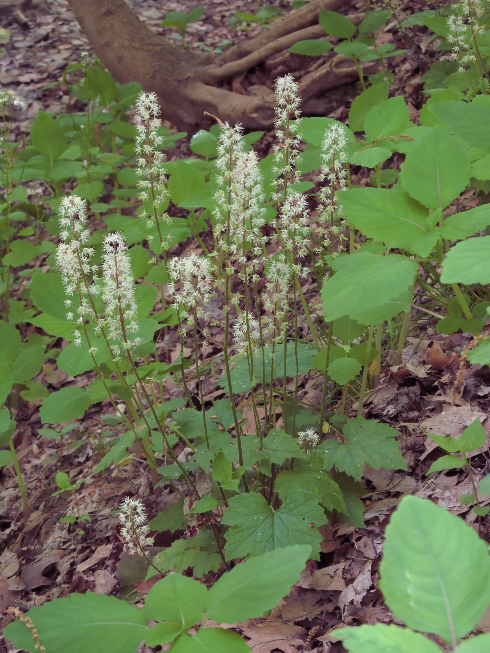 Foamflower (Tiarella Cordifolia) — The Foamflower, or Tiarella cordifolia, is a charming perennial native to the woodlands of North America; hearty, image 65