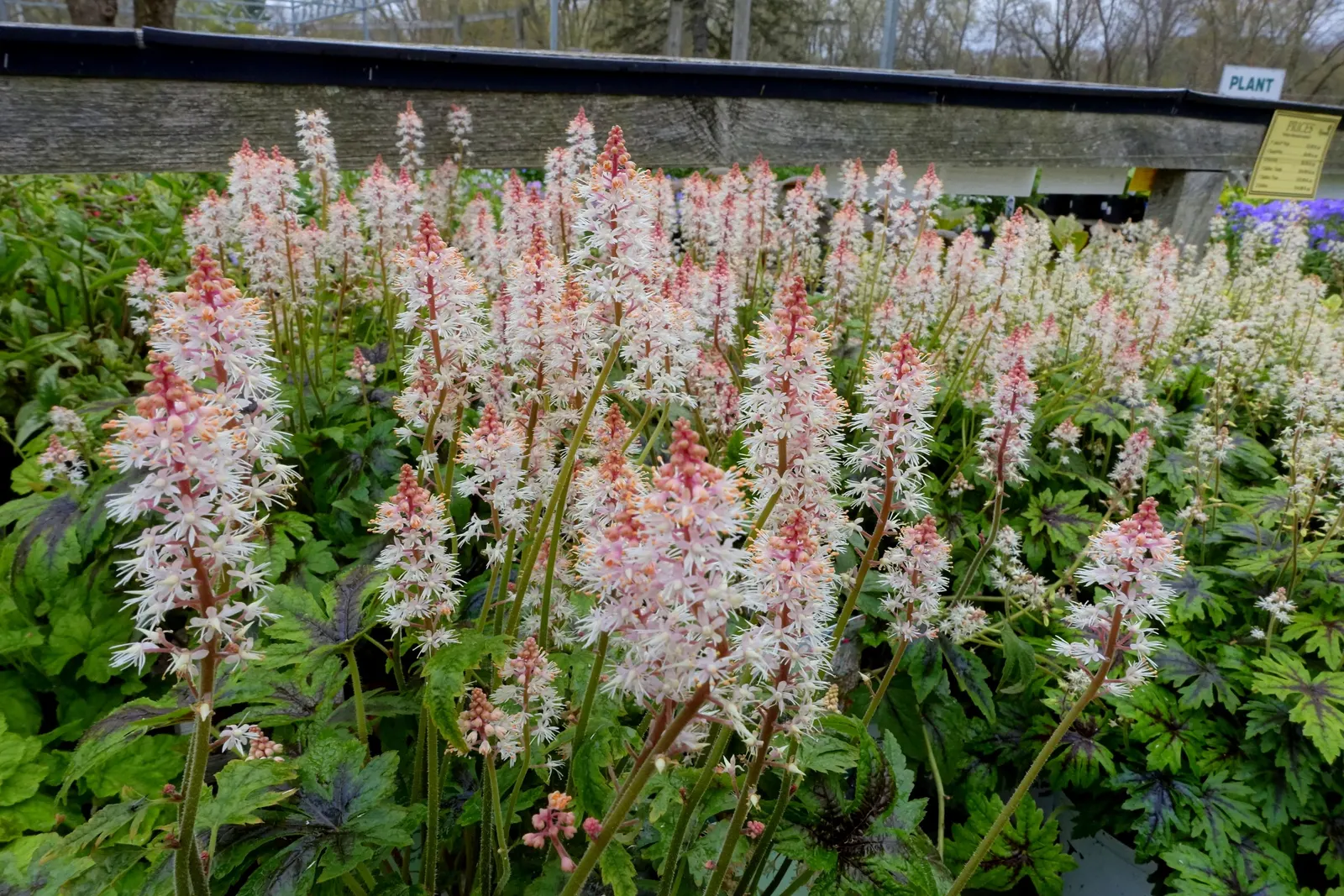 Foamflower (Tiarella Cordifolia) — highlight its ease of care and its capacity to attract pollinators like bees