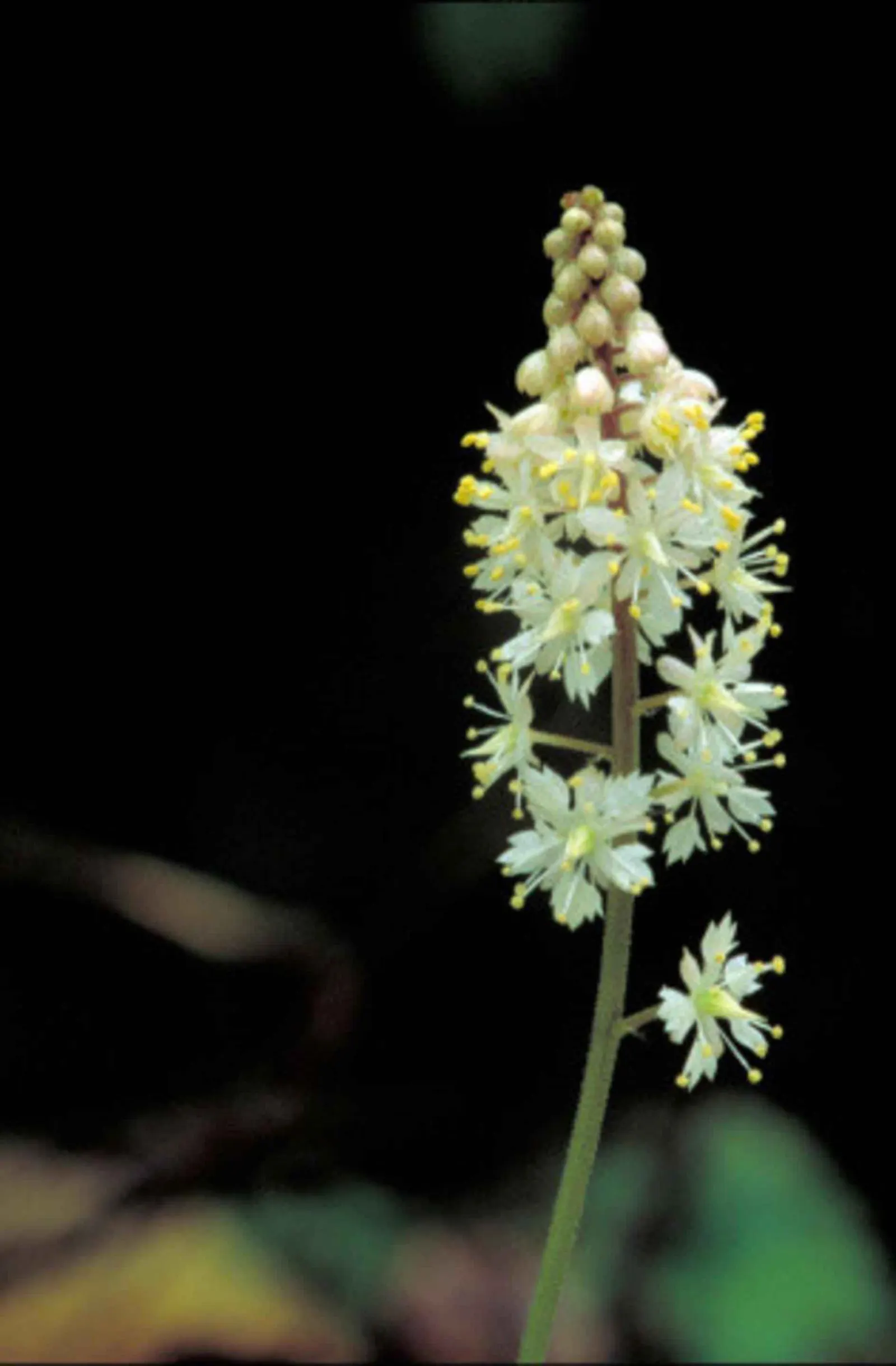 Foamflower (Tiarella Cordifolia) — and can spread freely to form colonies up to 12 inches wide; the Tiarella cordifolia, commonly known as, image 100