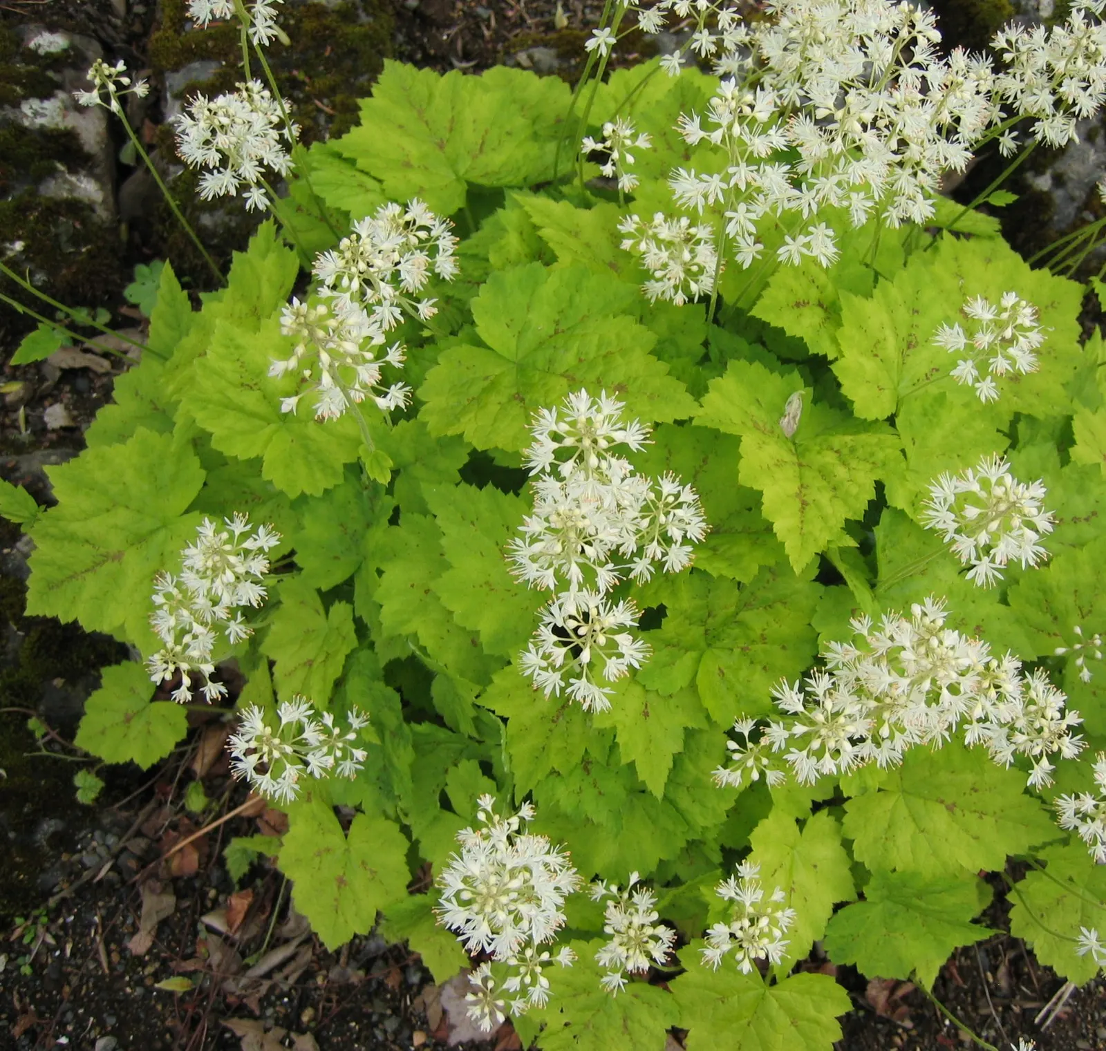 Foamflower (Tiarella Cordifolia) — The Foamflower, or Tiarella cordifolia, is a charming perennial native to the woodlands of North America