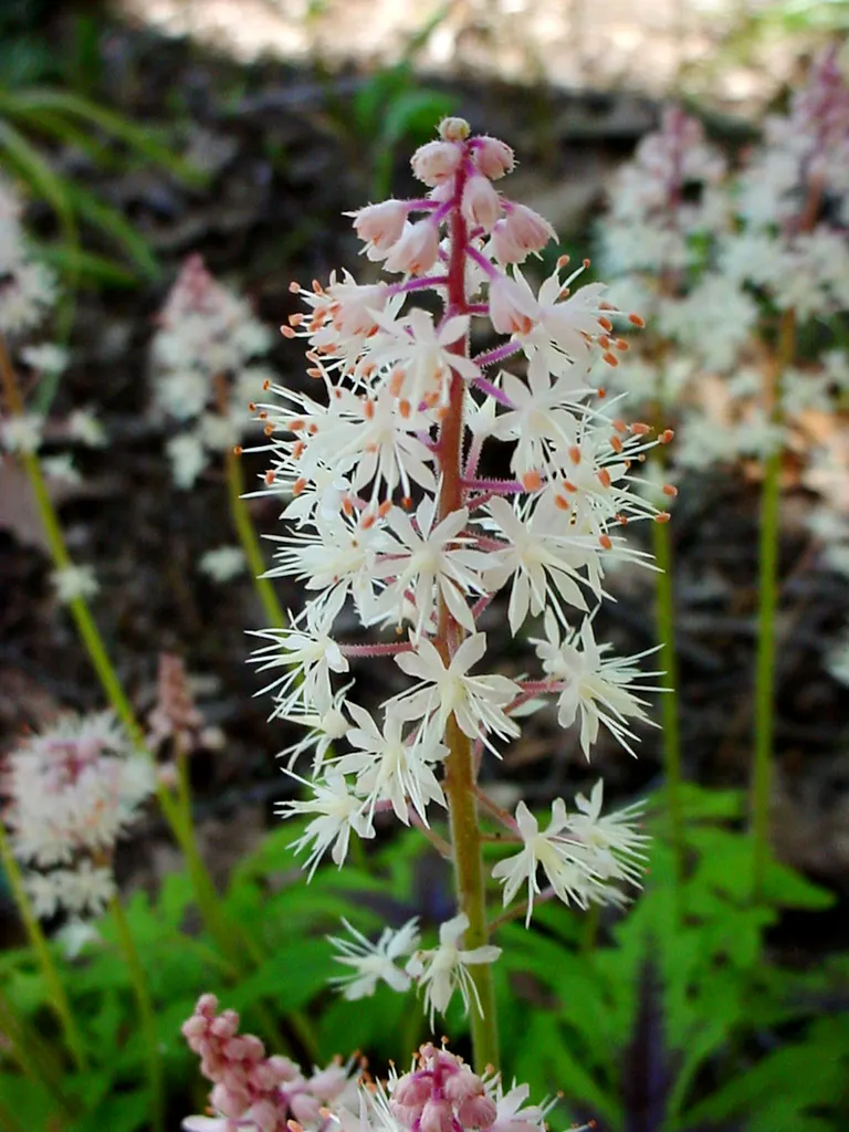 Foamflower (Tiarella Cordifolia) — It requires minimal maintenance and is relatively pest-free; often with striking variegated patterns that can, image 64