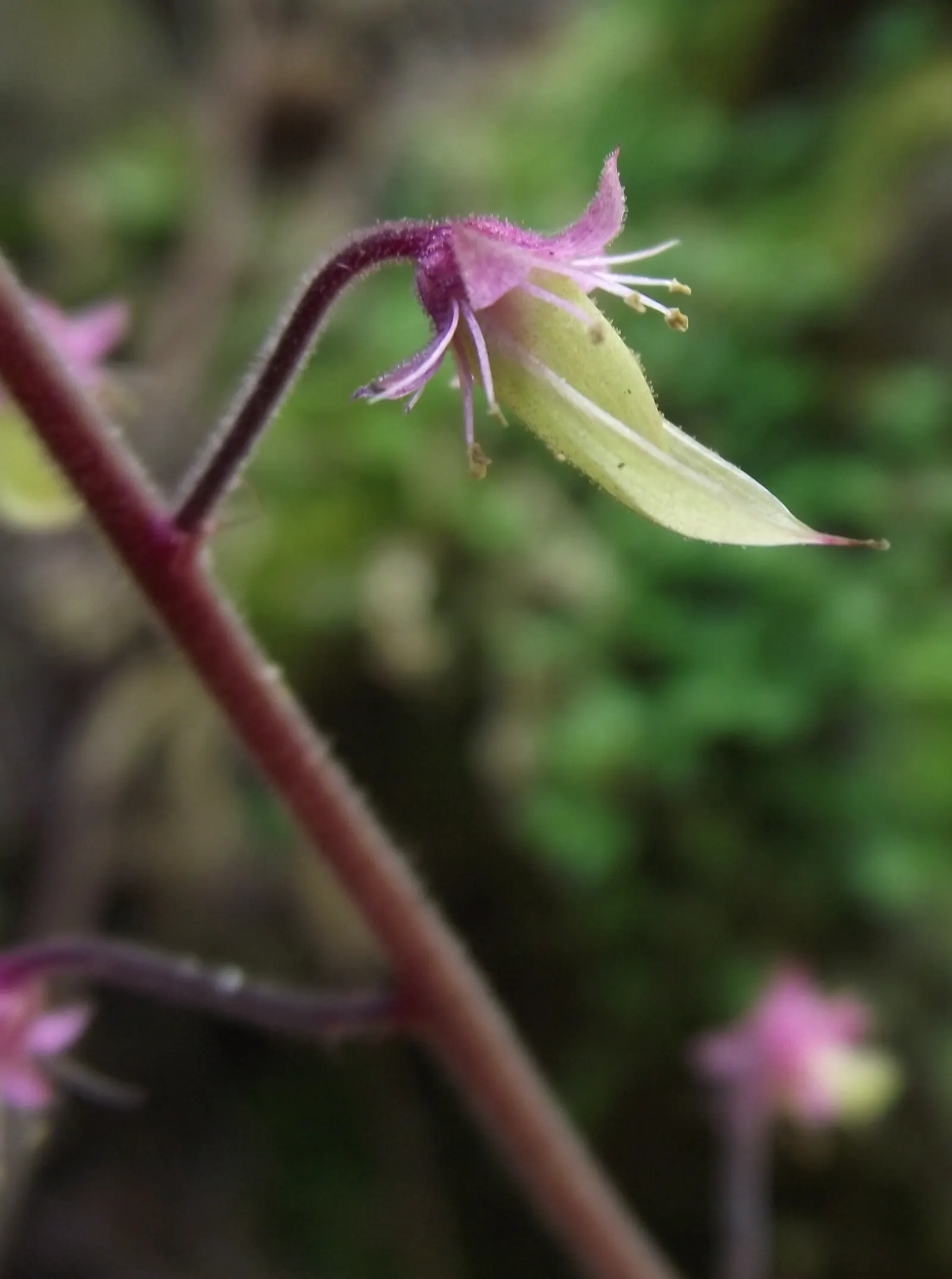 Foamflower (Tiarella Cordifolia) — well-drained soil with high organic content