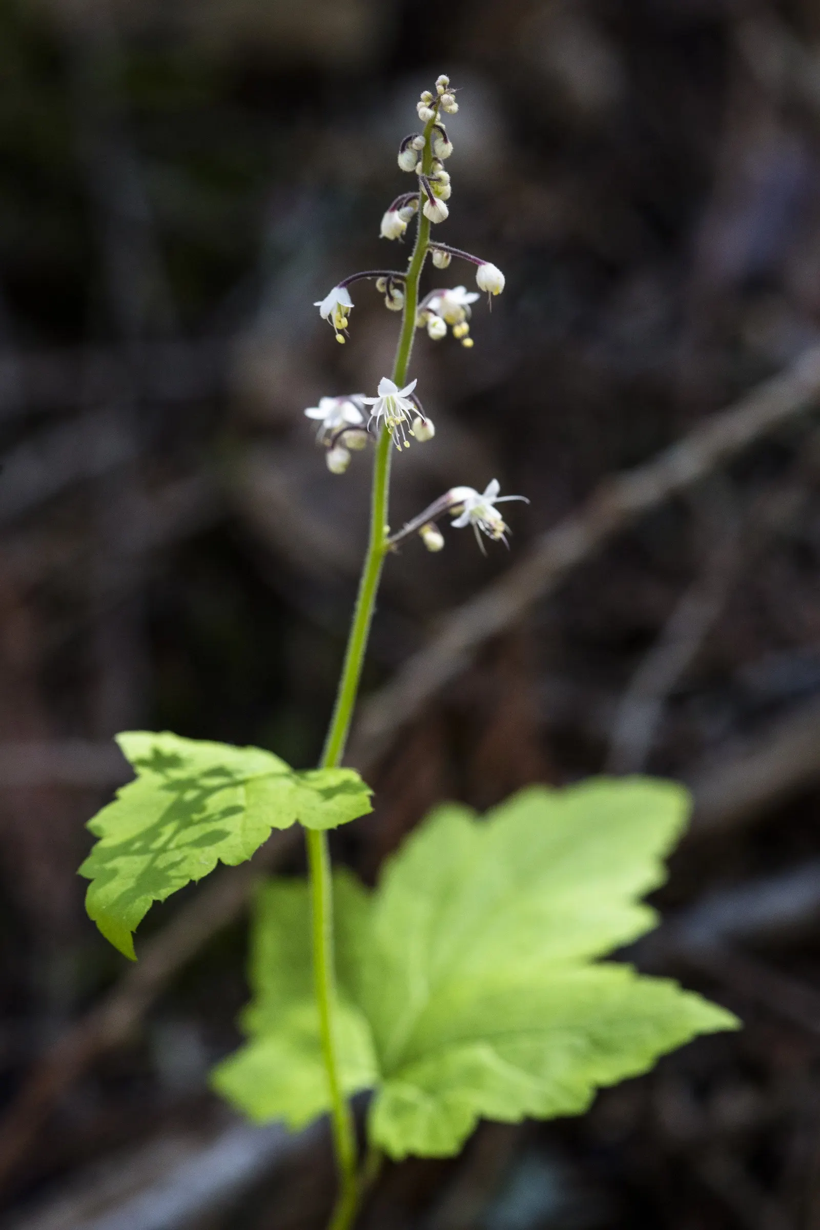 Foamflower (Tiarella Cordifolia) — This low-maintenance gem also offers essential seasonal interest; it requires minimal maintenance and is, image 109