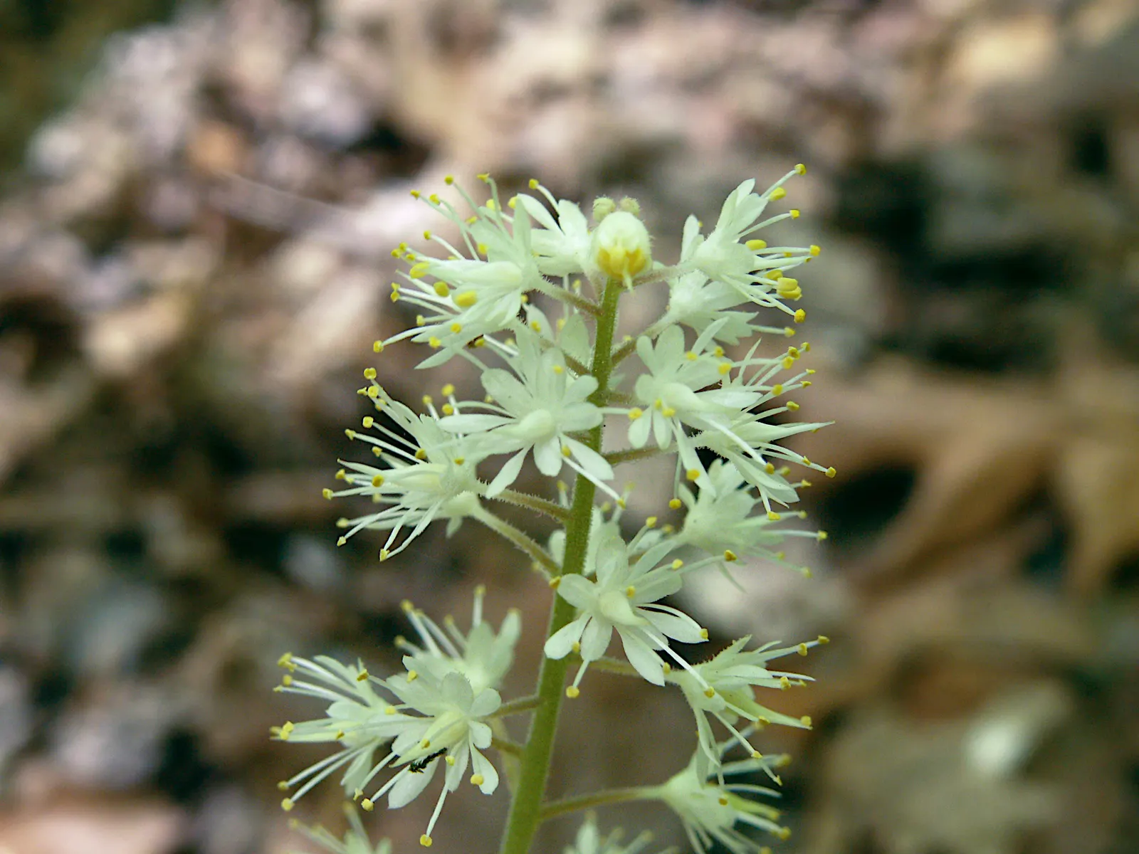 Foamflower (Tiarella Cordifolia) — These creamy white to pale pink blossoms cluster along the spikes and resemble a froth of soap suds