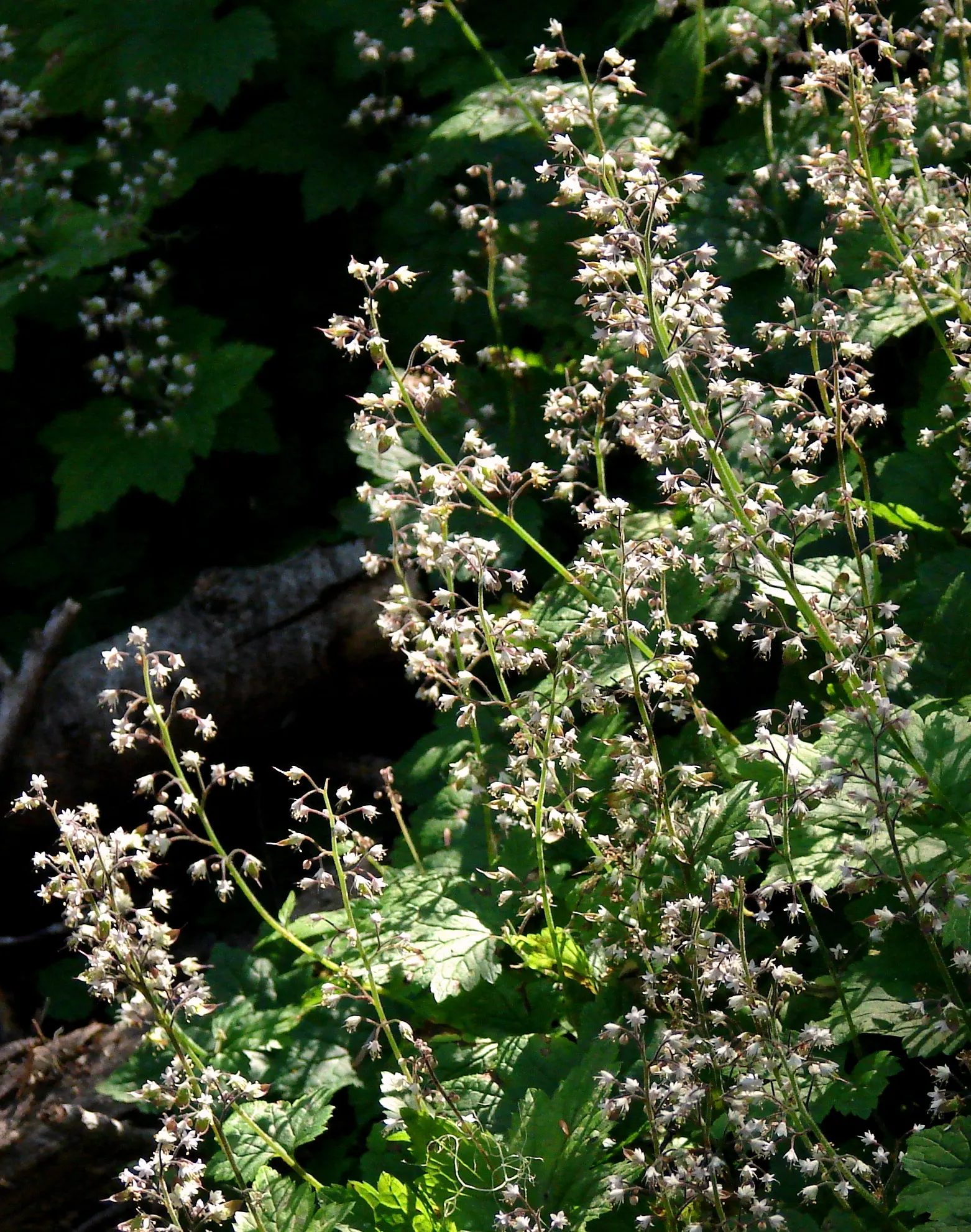 Foamflower (Tiarella Cordifolia) — hearty leaves below and providing a soft textural contrast within the landscape design; ground cover / perennial, image 75