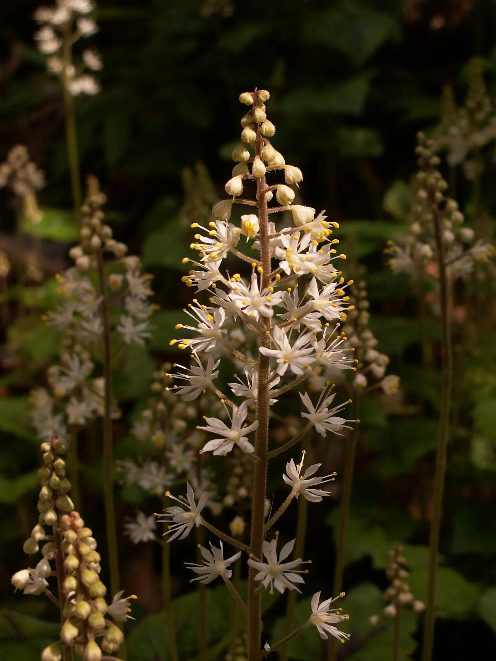 Foamflower (Tiarella Cordifolia) — Foamflower spreads steadily, making it a perfect ground cover that adds a delicate woodland aesthetic