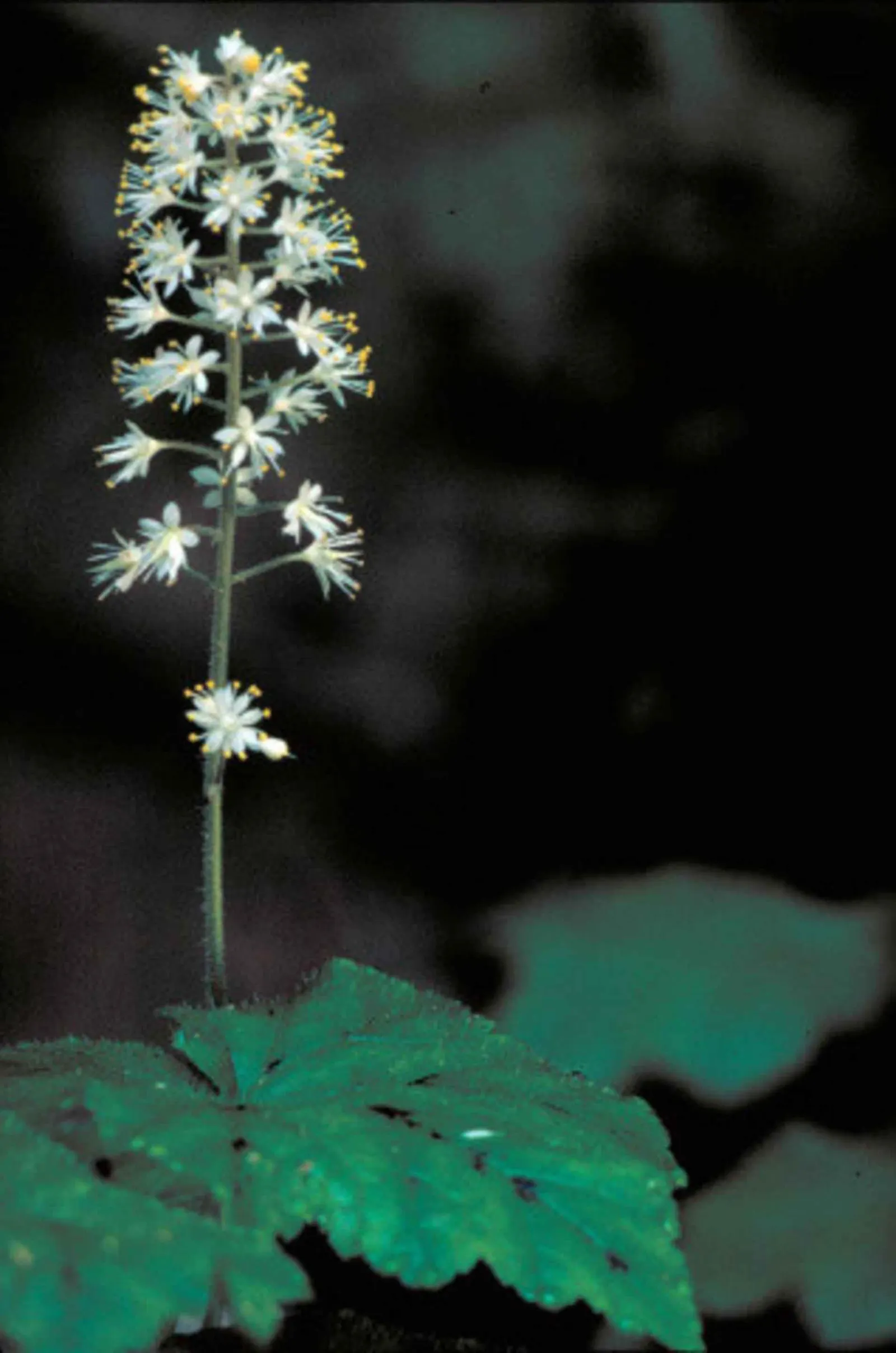 Foamflower (Tiarella Cordifolia) — ground cover / perennial / wildflower with white blooms; the Foamflower is an ideal choice for understory, image 86