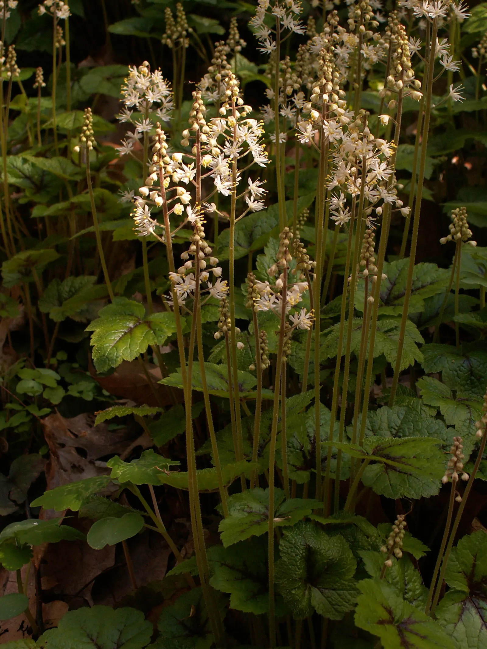 Foamflower (Tiarella Cordifolia) — with blooms reaching up to 12 inches high; <br><br>Flourishing in partial to full shade, image 119