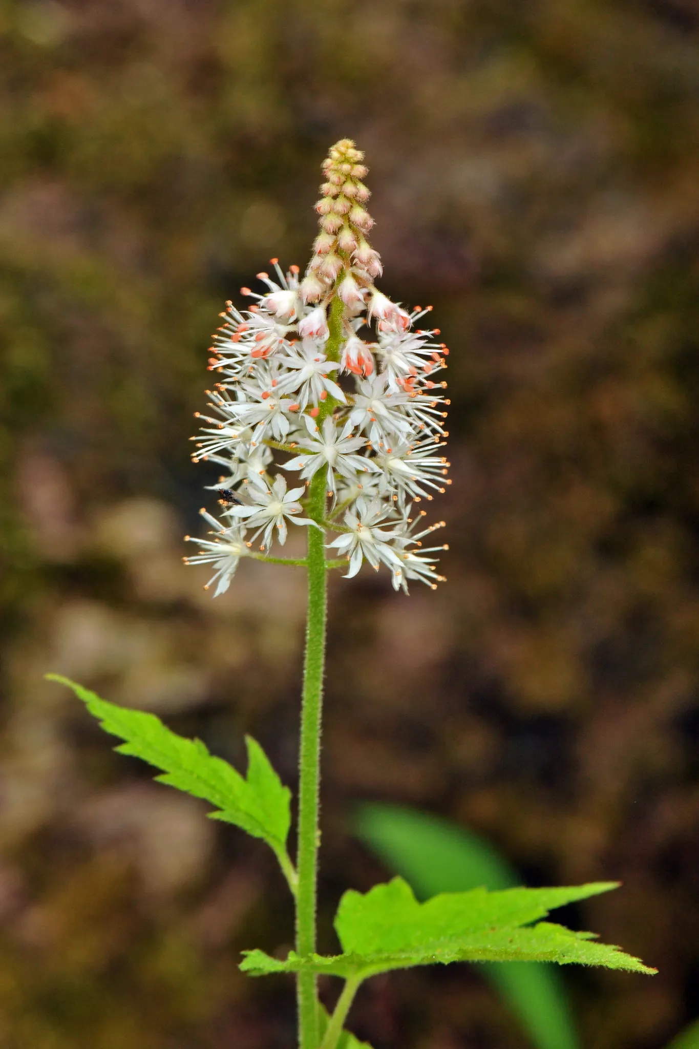 Foamflower (Tiarella Cordifolia) — white flowers in the garden; approximately 3 to 4 inches in height, image 85