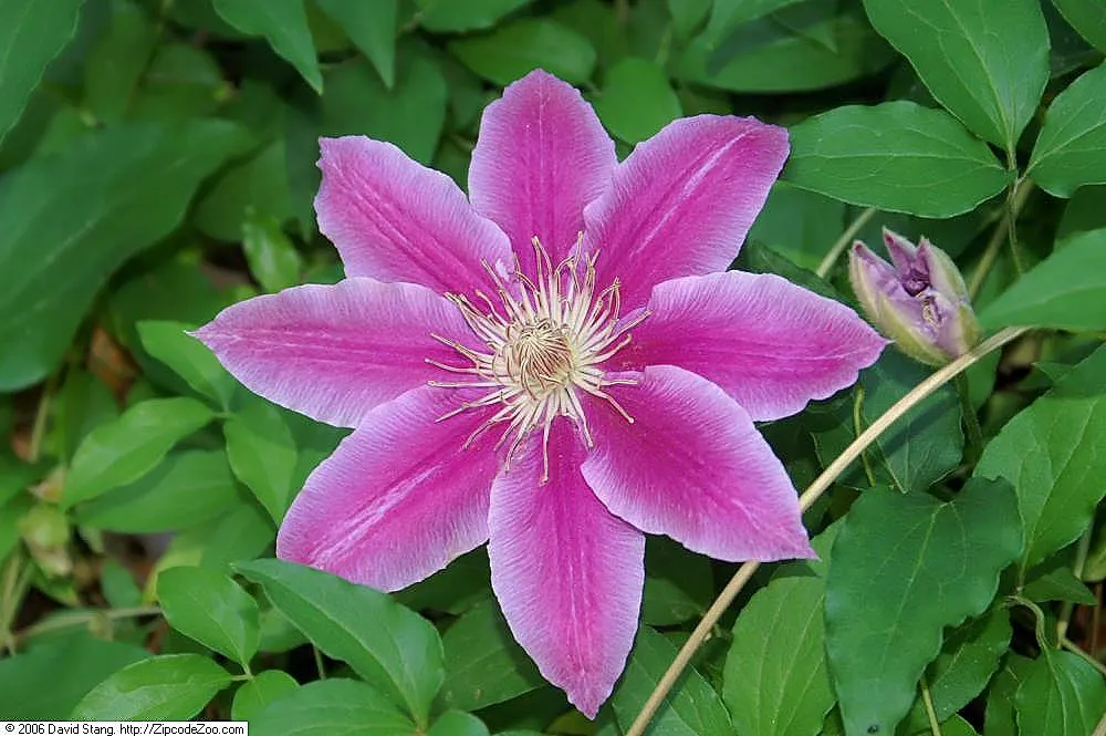 Dr. Ruppel Clematis (Clematis 'Dr. Ruppel') — often provided by other low-growing plants or a layer of mulch.<br><br>For the client