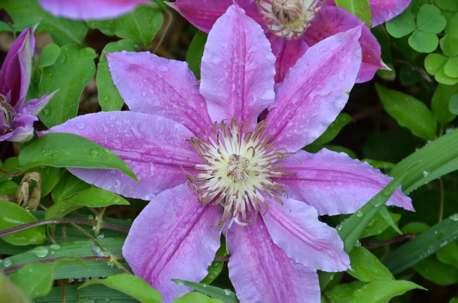 Dr. Ruppel Clematis (Clematis 'Dr. Ruppel') — getting ideally at least 6 hours of sunlight daily