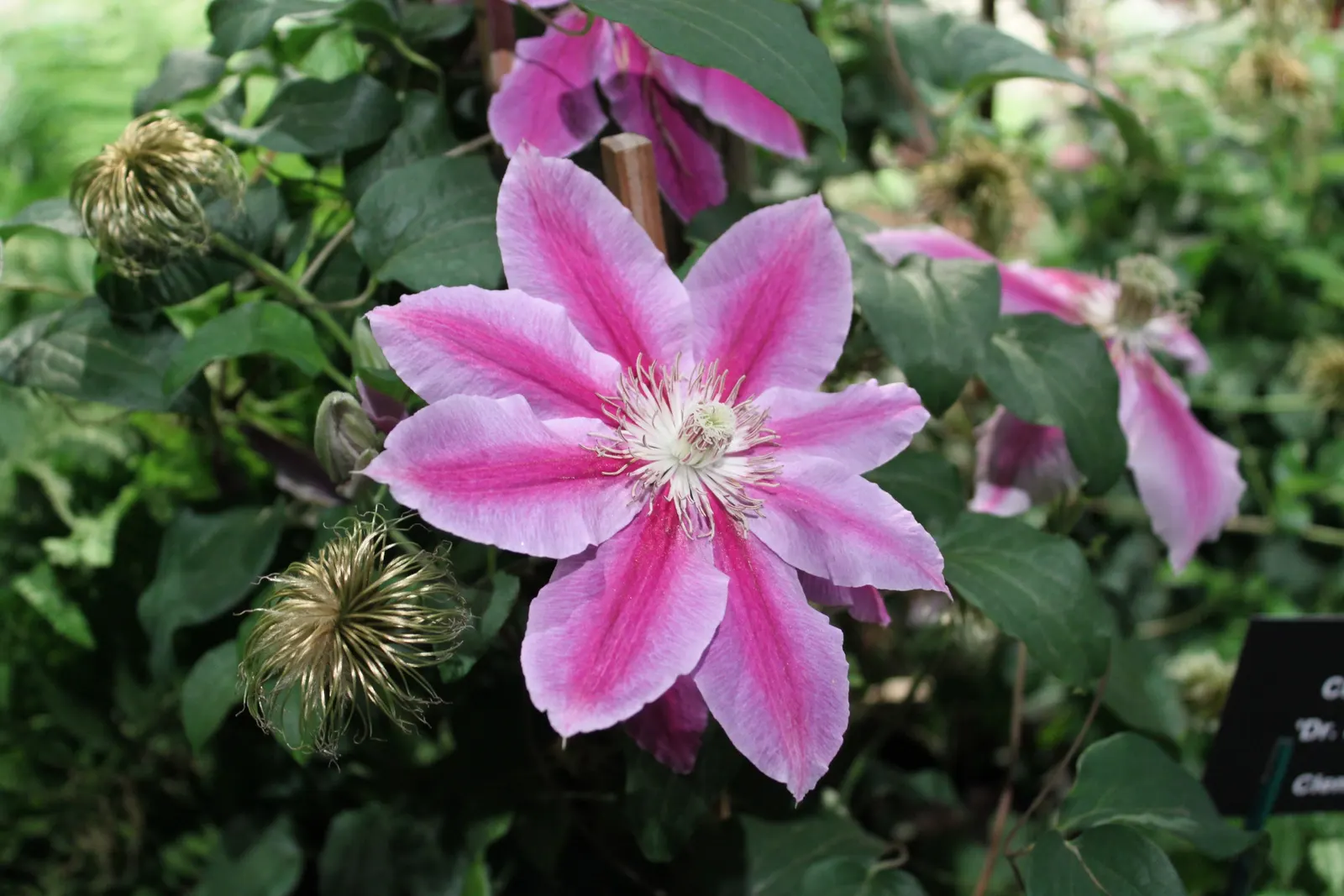 Dr. Ruppel Clematis (Clematis 'Dr. Ruppel') — measuring up to 6 to 8 inches across