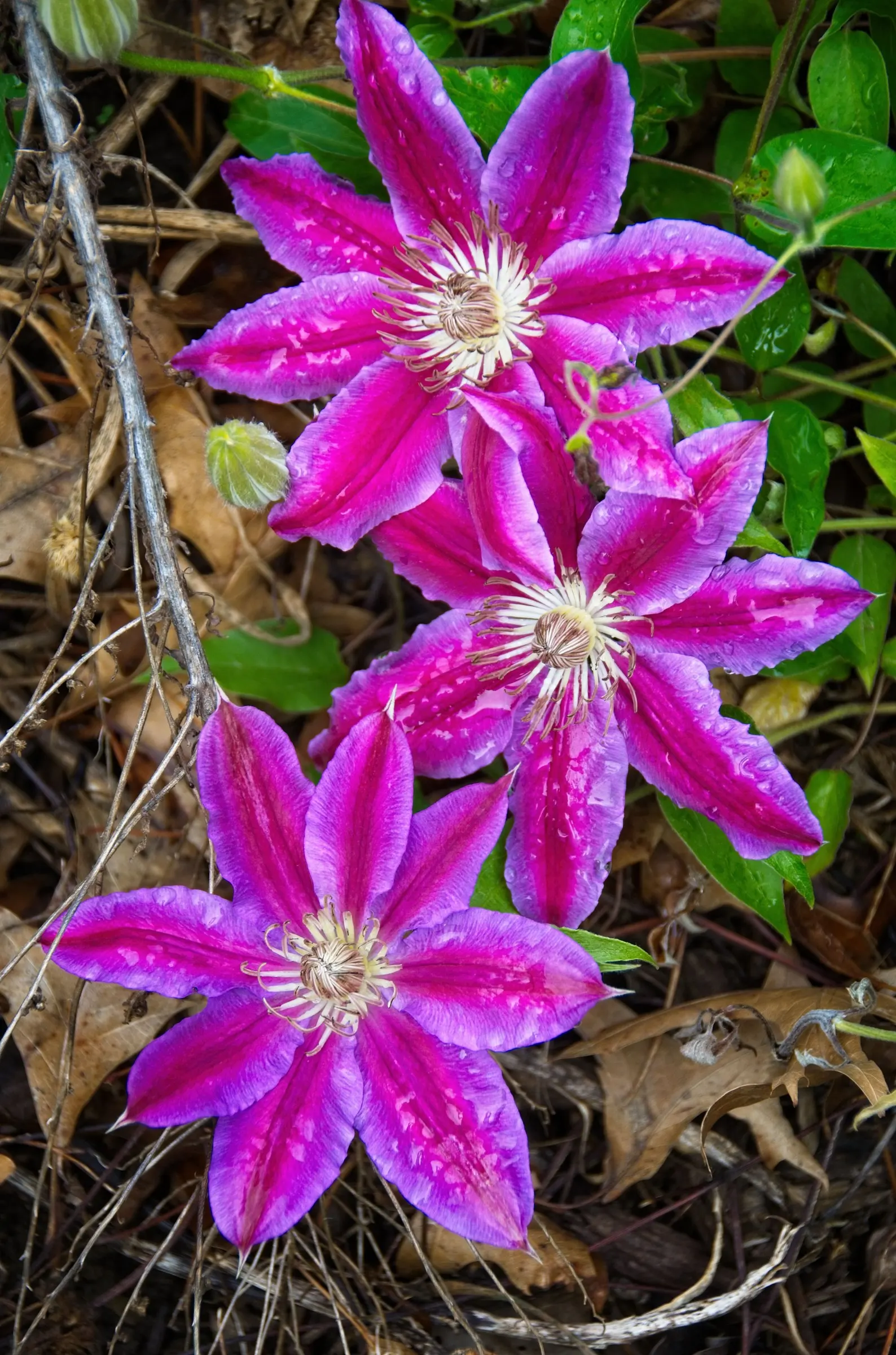 Dr. Ruppel Clematis (Clematis 'Dr. Ruppel') — Ruppel Clematis, officially named Clematis 'Dr