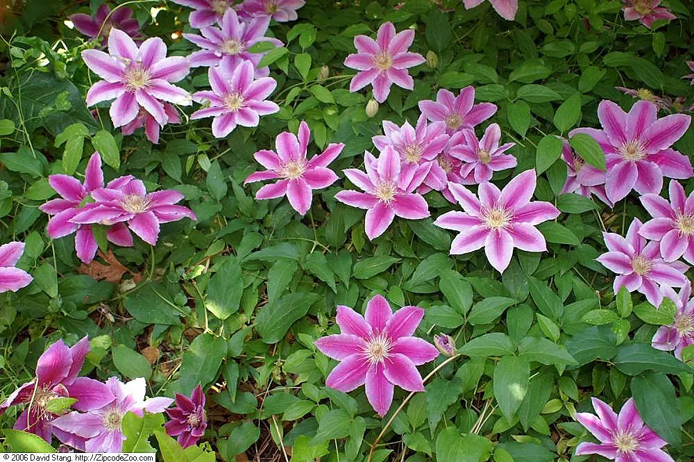 Dr. Ruppel Clematis (Clematis 'Dr. Ruppel') — It boasts large, striking 6-8 inch bicolor pink petals with a deep rose bar