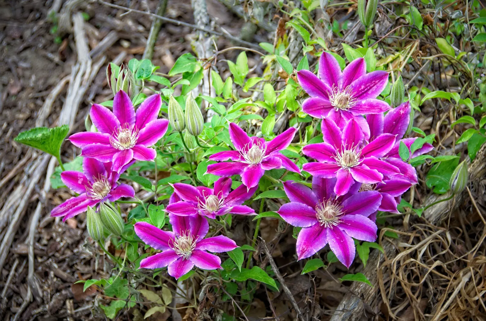 Dr. Ruppel Clematis (Clematis 'Dr. Ruppel') — is an illustrious cultivar prized for its striking large flowers